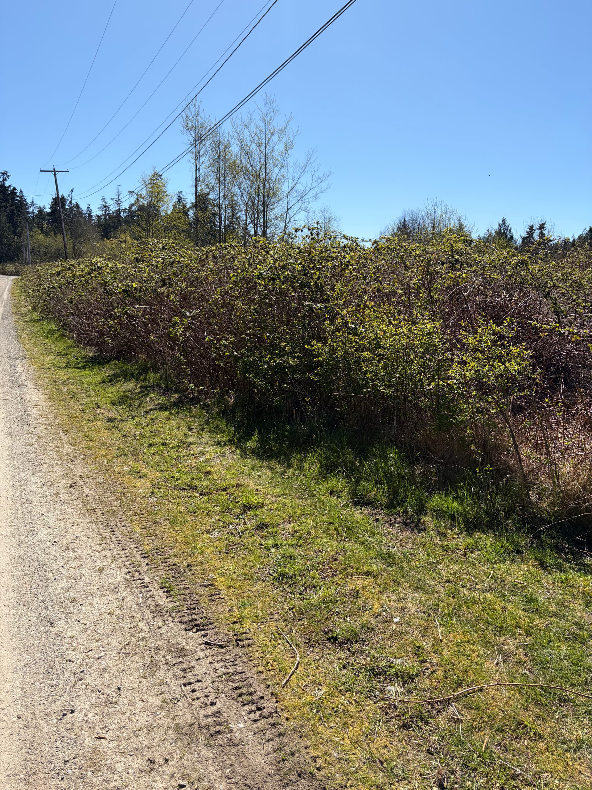 Gallery photos for 3 Acres of Blackberry Overgrowth Cleared in Port Hadlock: Image #4