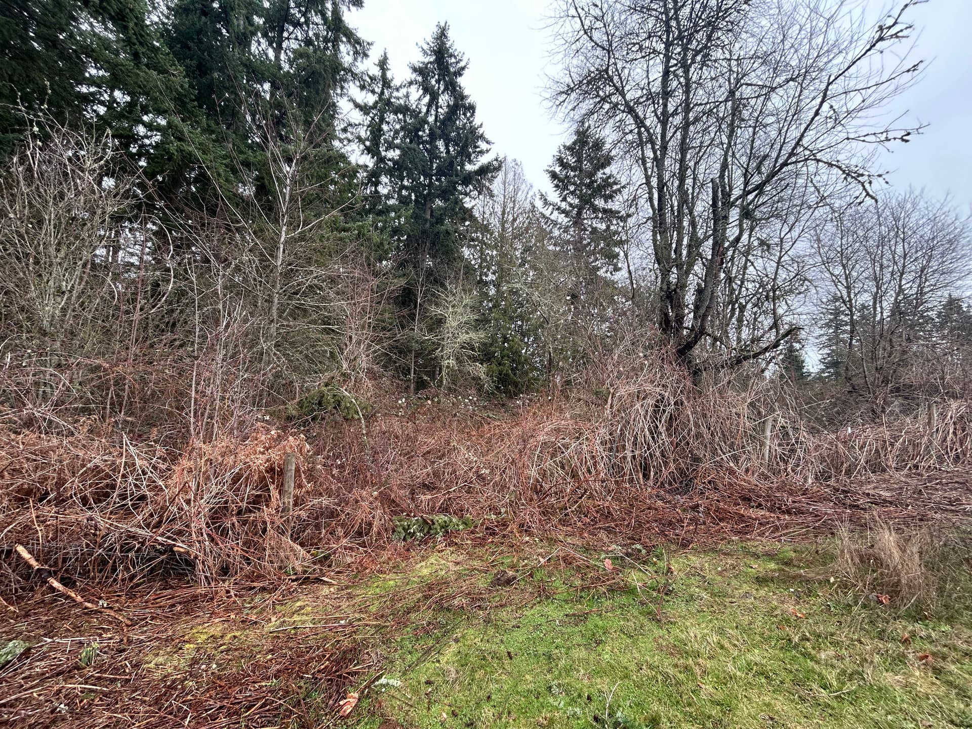 Transforming Overgrown Land into Usable Space in Graham, WA