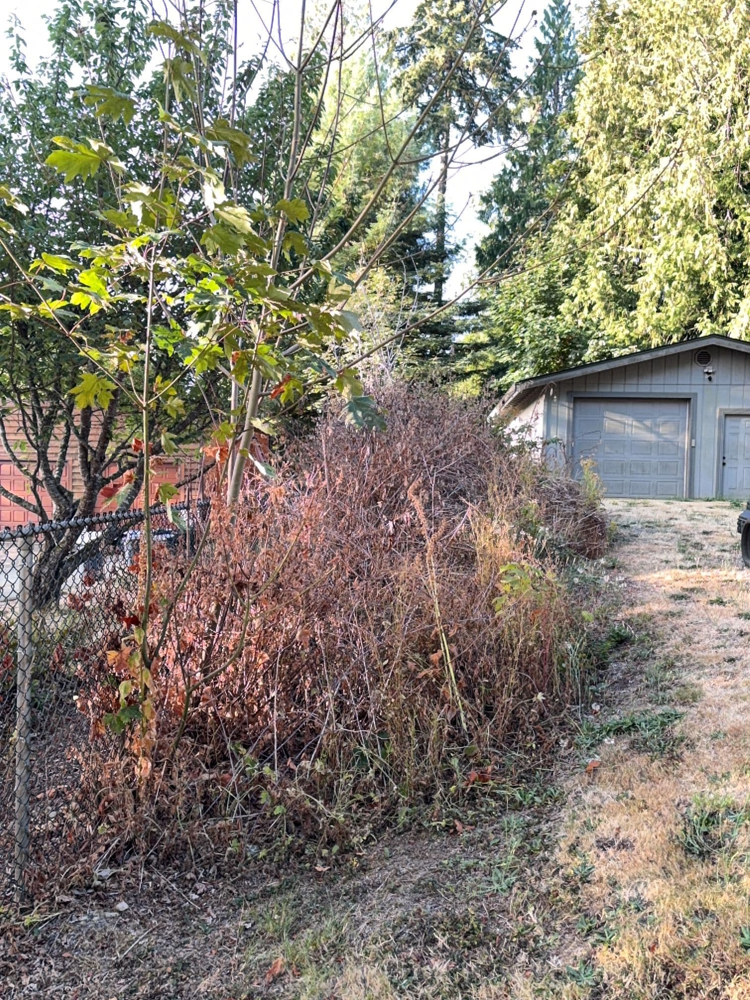 Gallery photos for Blackberry Jungle Cleared and Mulched in Olalla: Image #2