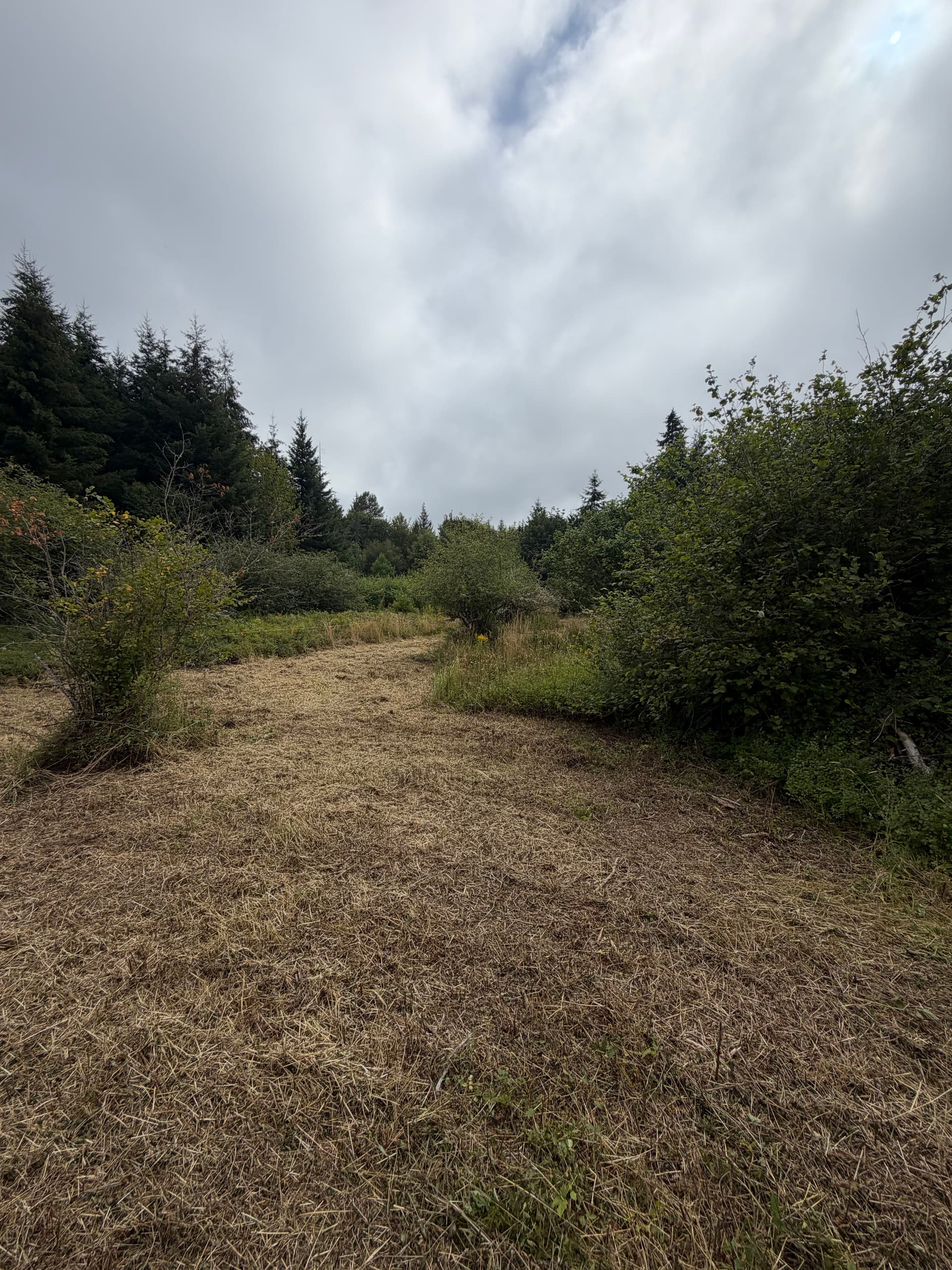 Gallery photos for Pasture Reclamation and Brush Clearing in Yelm WA: Image #2