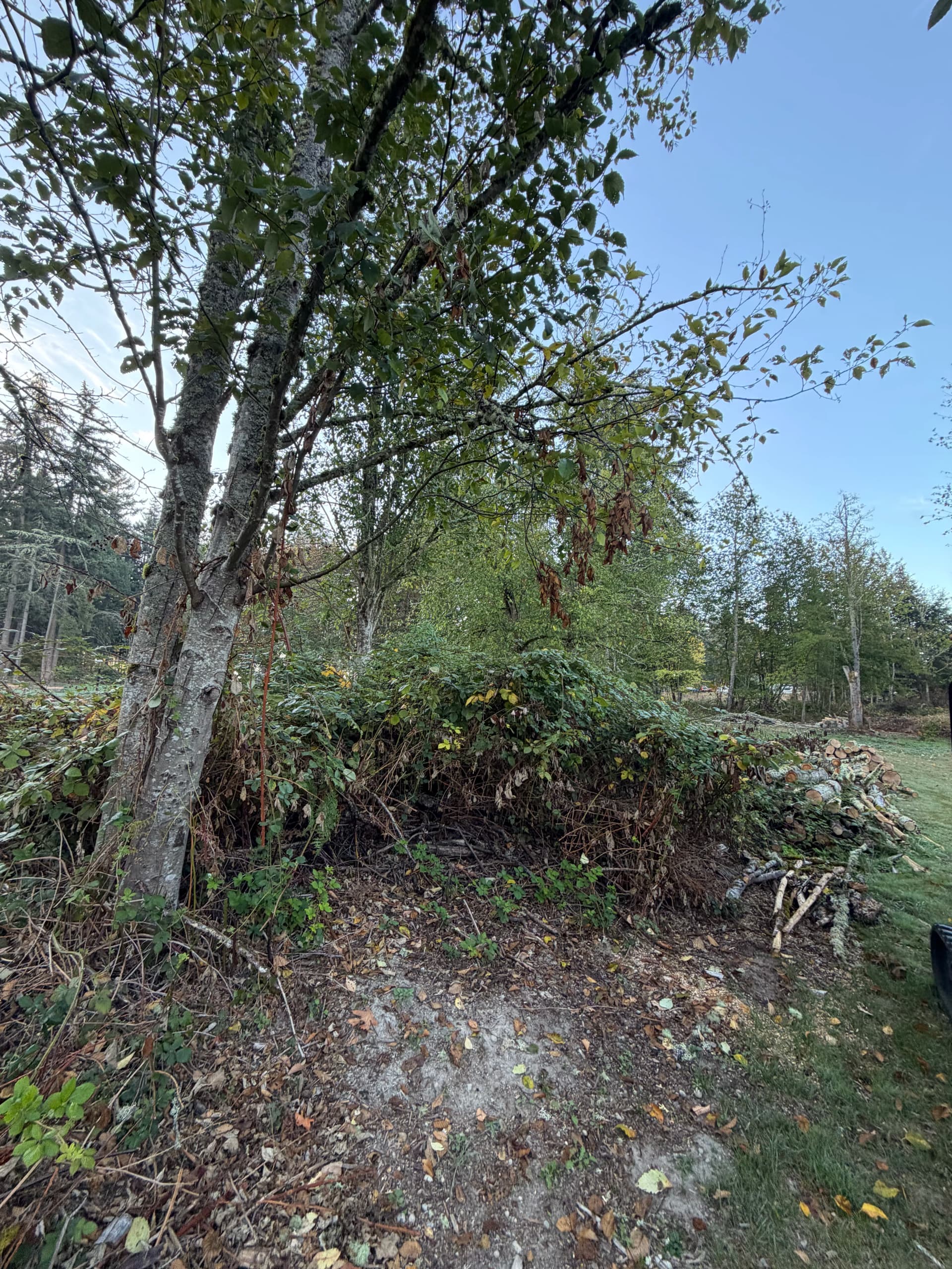 Blackberry Bramble Cleared Out in Eatonville