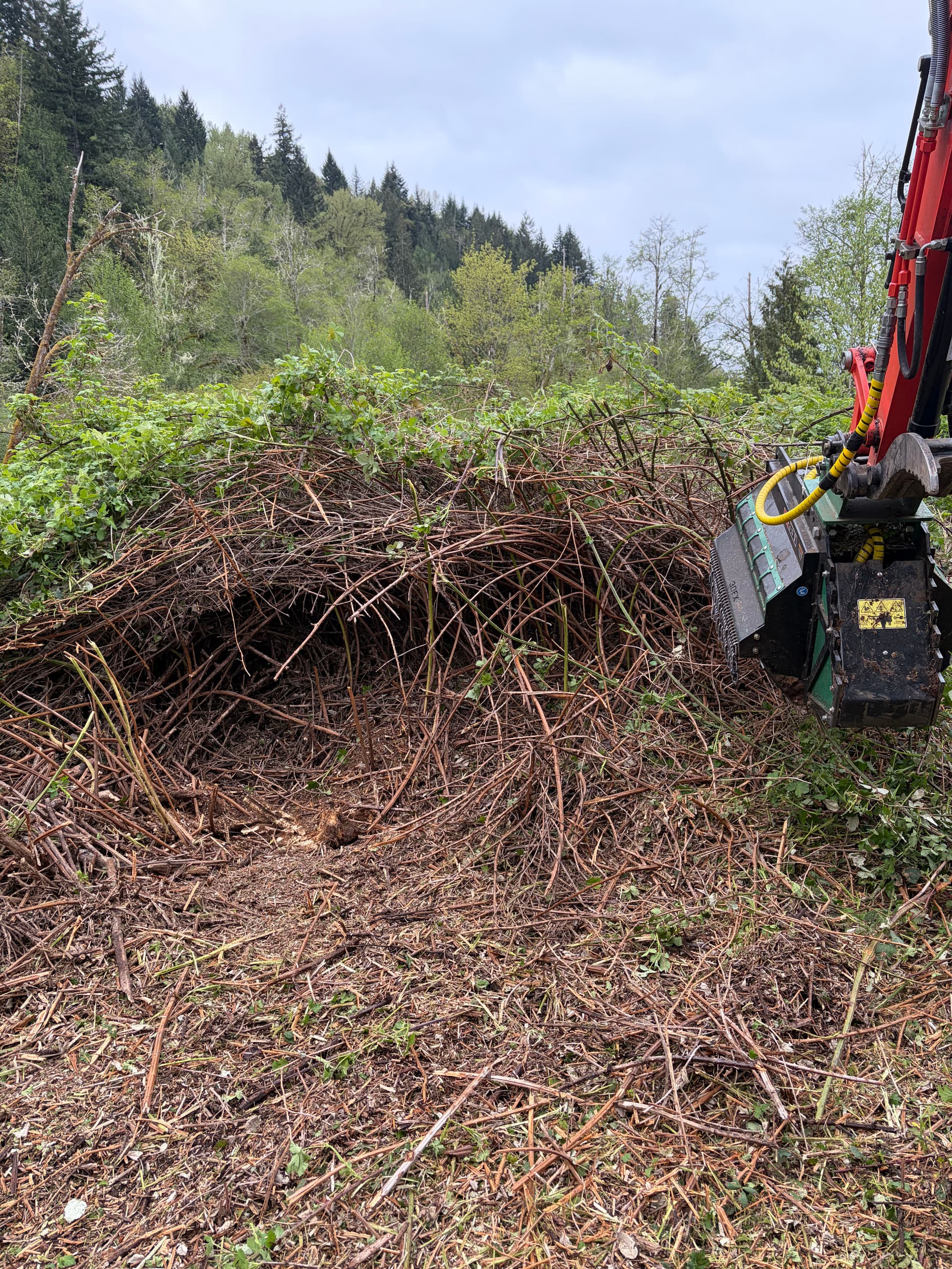 Gallery photos for Blackberry Overgrowth Cleared for a New Home Build: Image #4