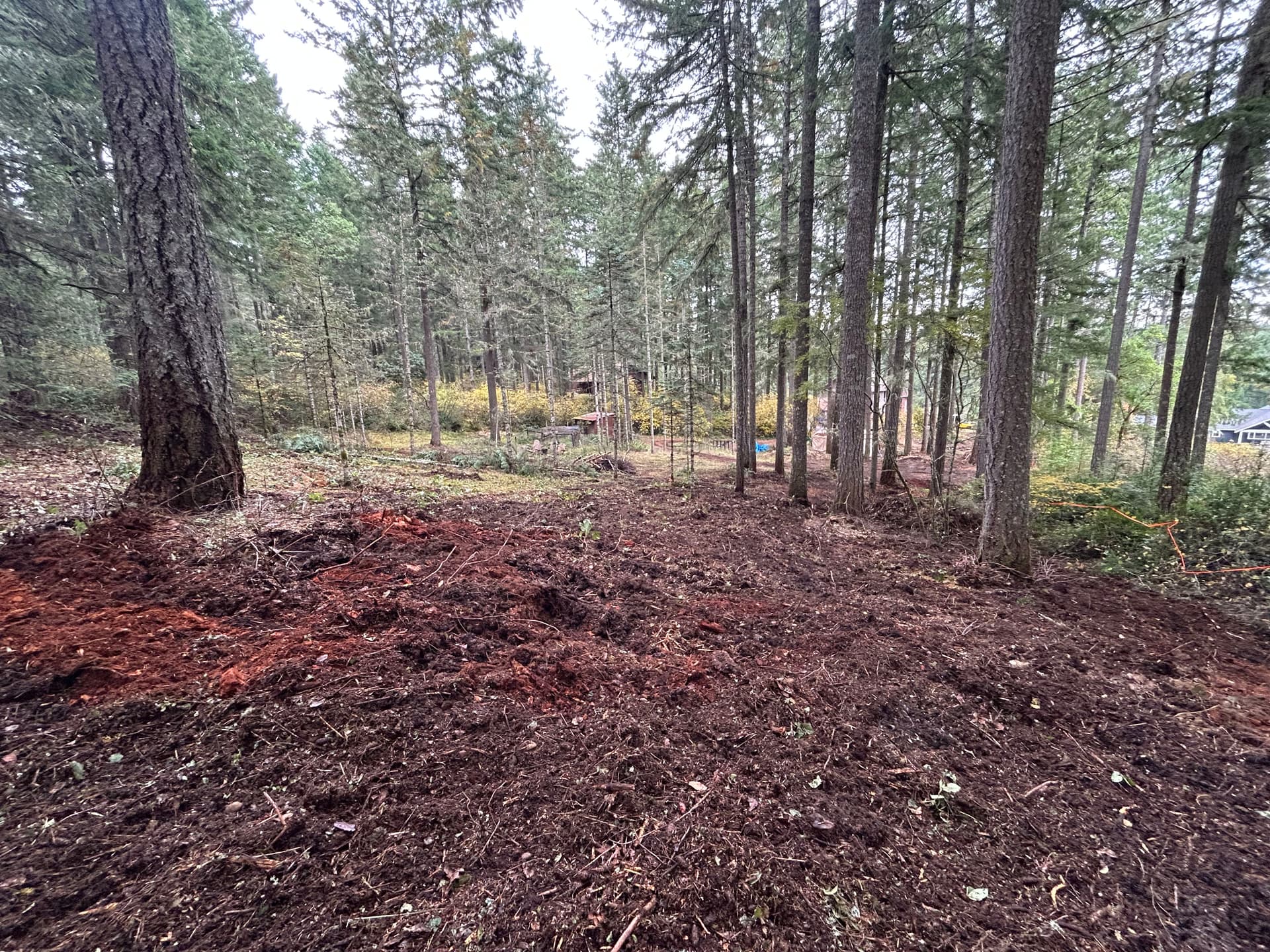 Forestry Mulching and Brush Cleanup in Gig Harbor