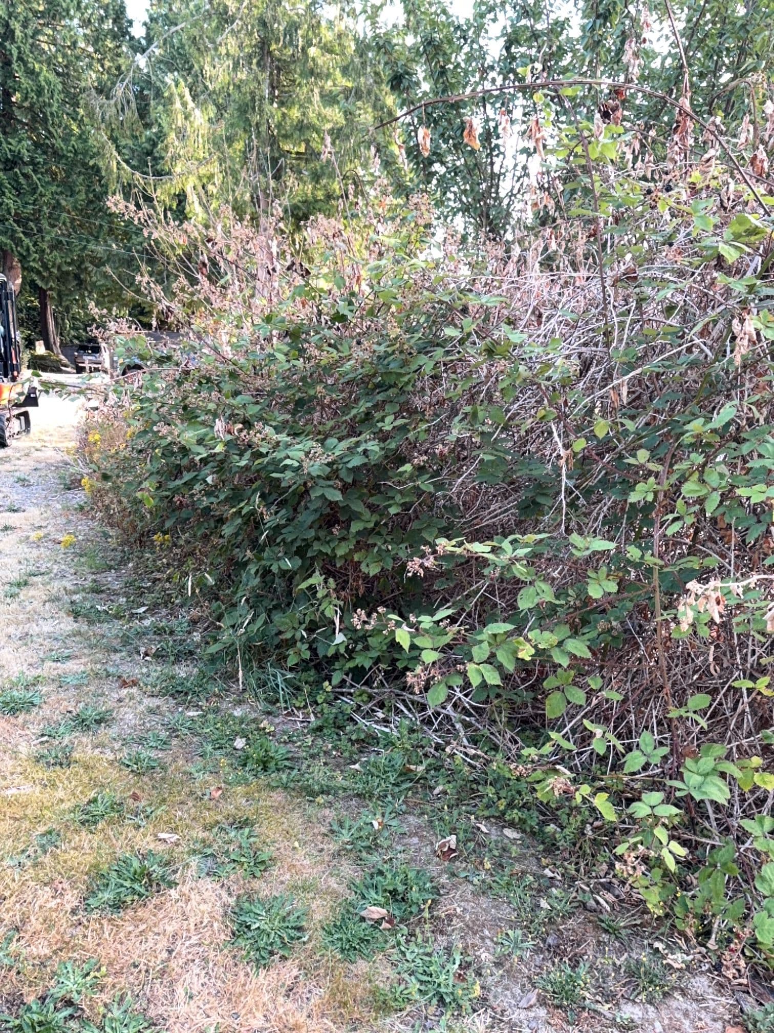 Blackberry Jungle Cleared and Mulched in Olalla