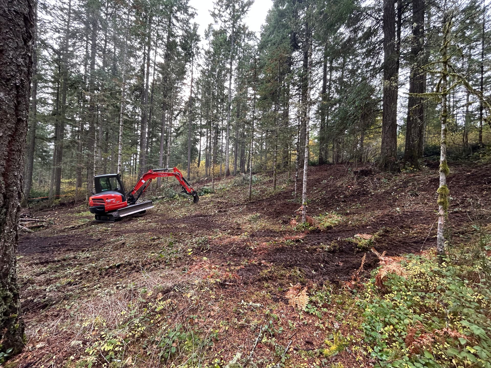 Forestry Mulching and Brush Cleanup in Gig Harbor