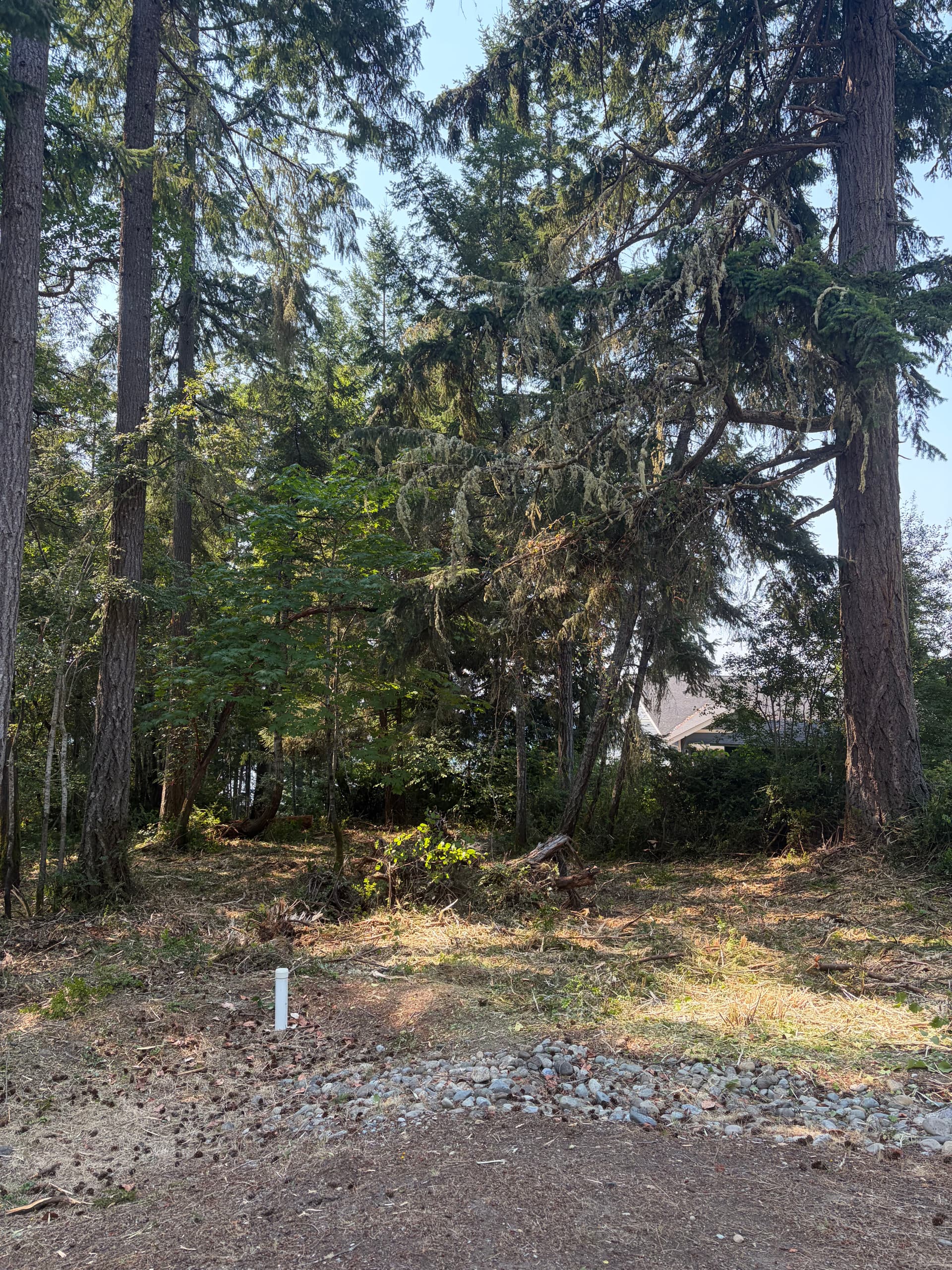 Gallery photos for Overgrown Lot Cleared and Ready in Longbranch WA: Image #3