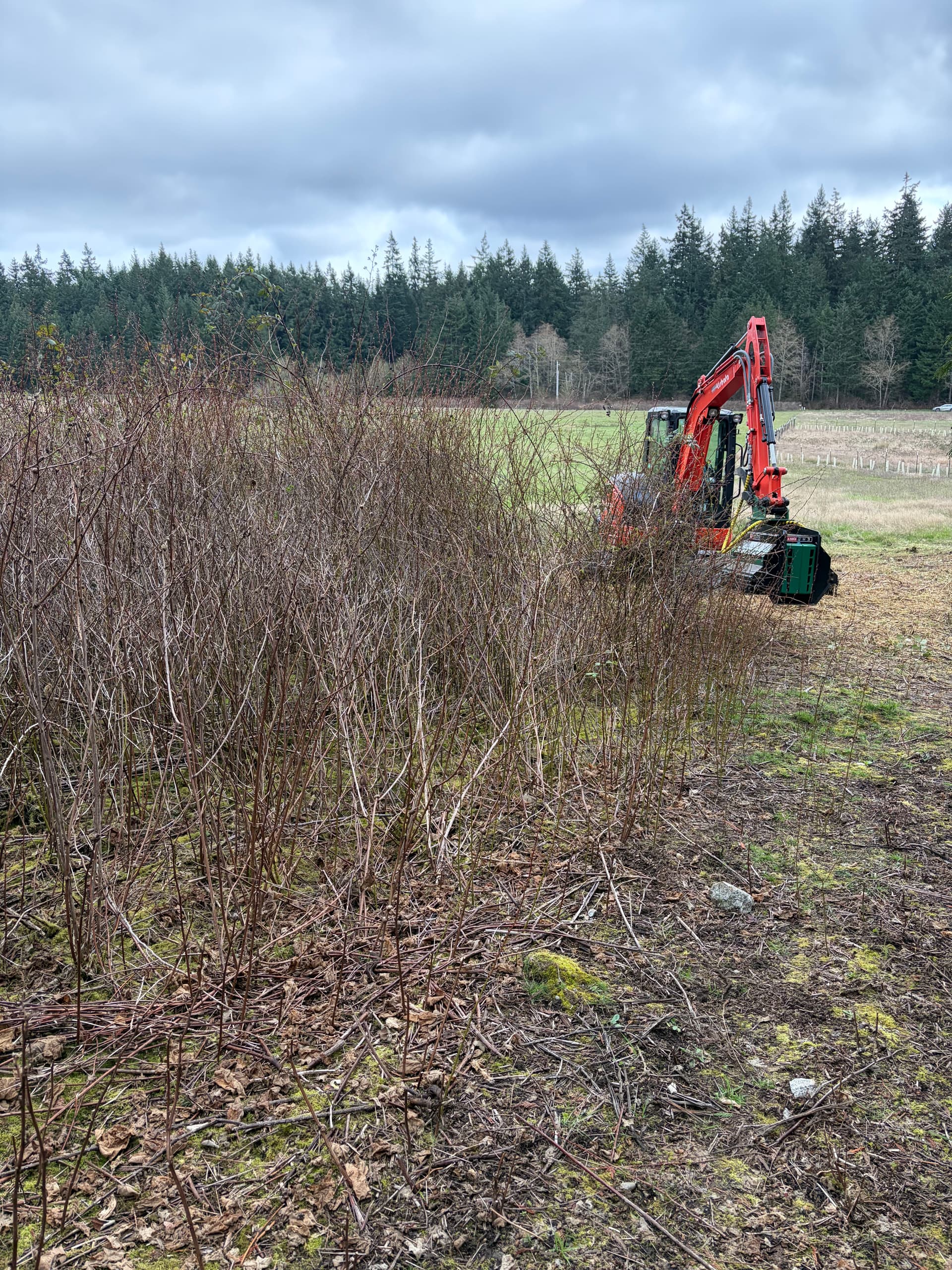 Gallery photos for Clearing Blackberry Overgrowth on Whidbey Island: Image #4