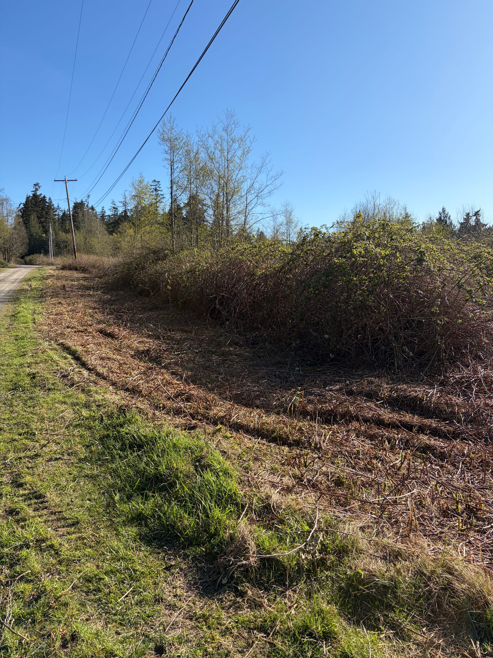 Gallery photos for 3 Acres of Blackberry Overgrowth Cleared in Port Hadlock: Image #5