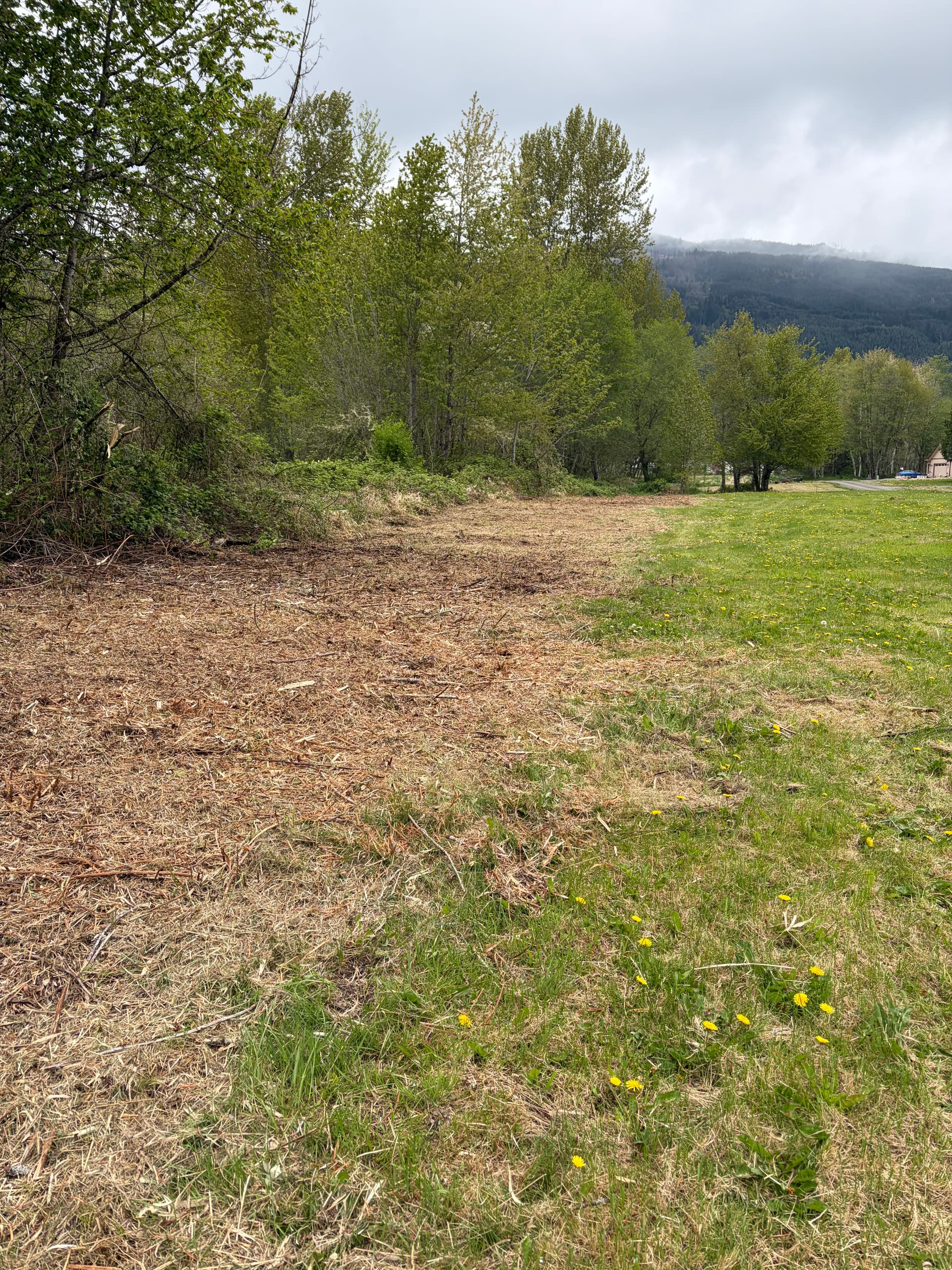 Gallery photos for Blackberry Overgrowth Cleared for a New Home Build: Image #5
