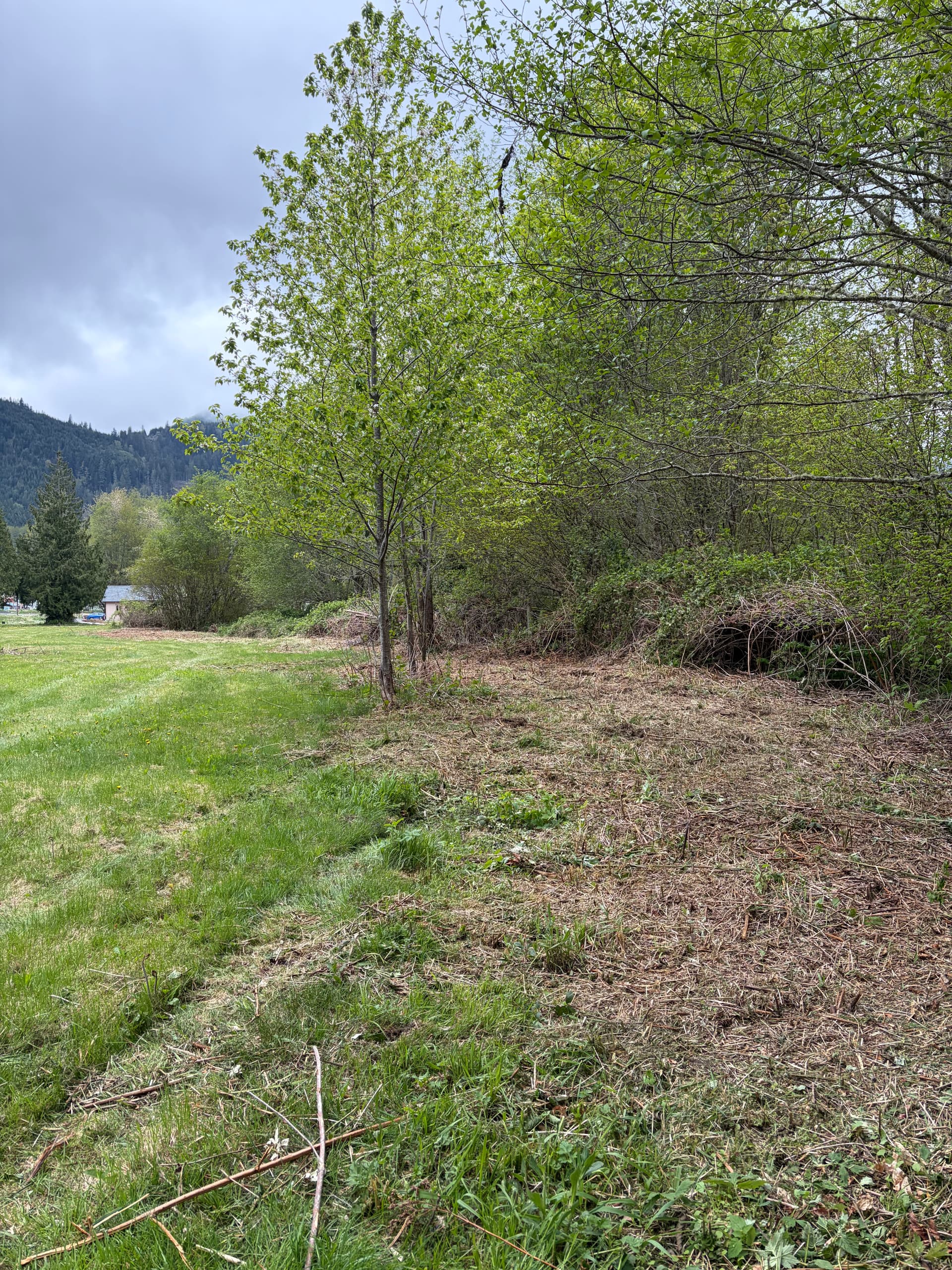 Gallery photos for Blackberry Overgrowth Cleared for a New Home Build: Image #6