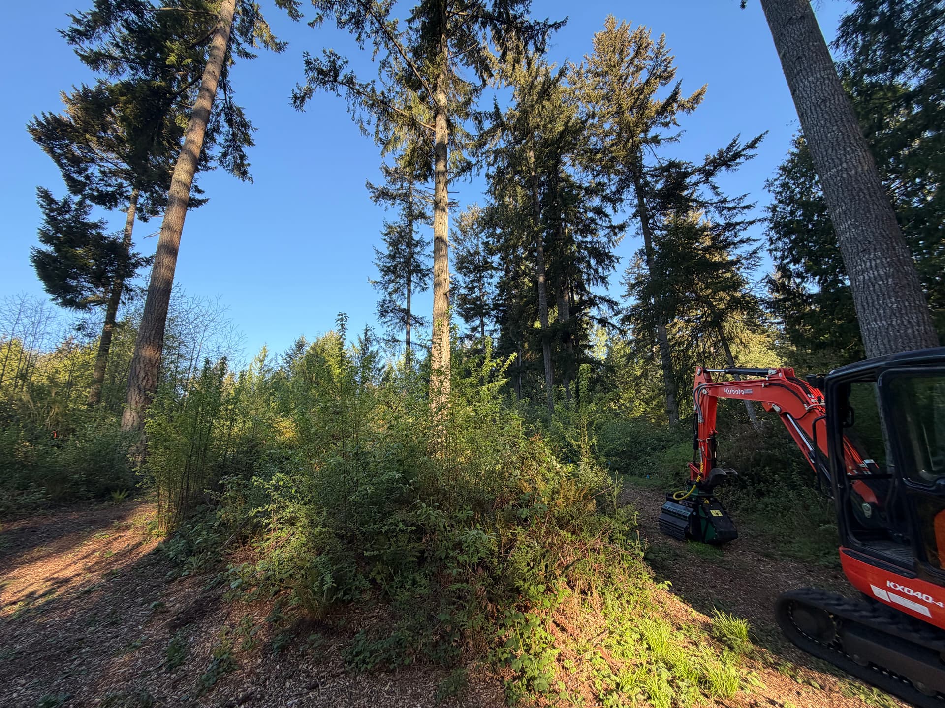 Gallery photos for Overgrown Poulsbo Property Cleared Into Clean Usable Land: Image #3