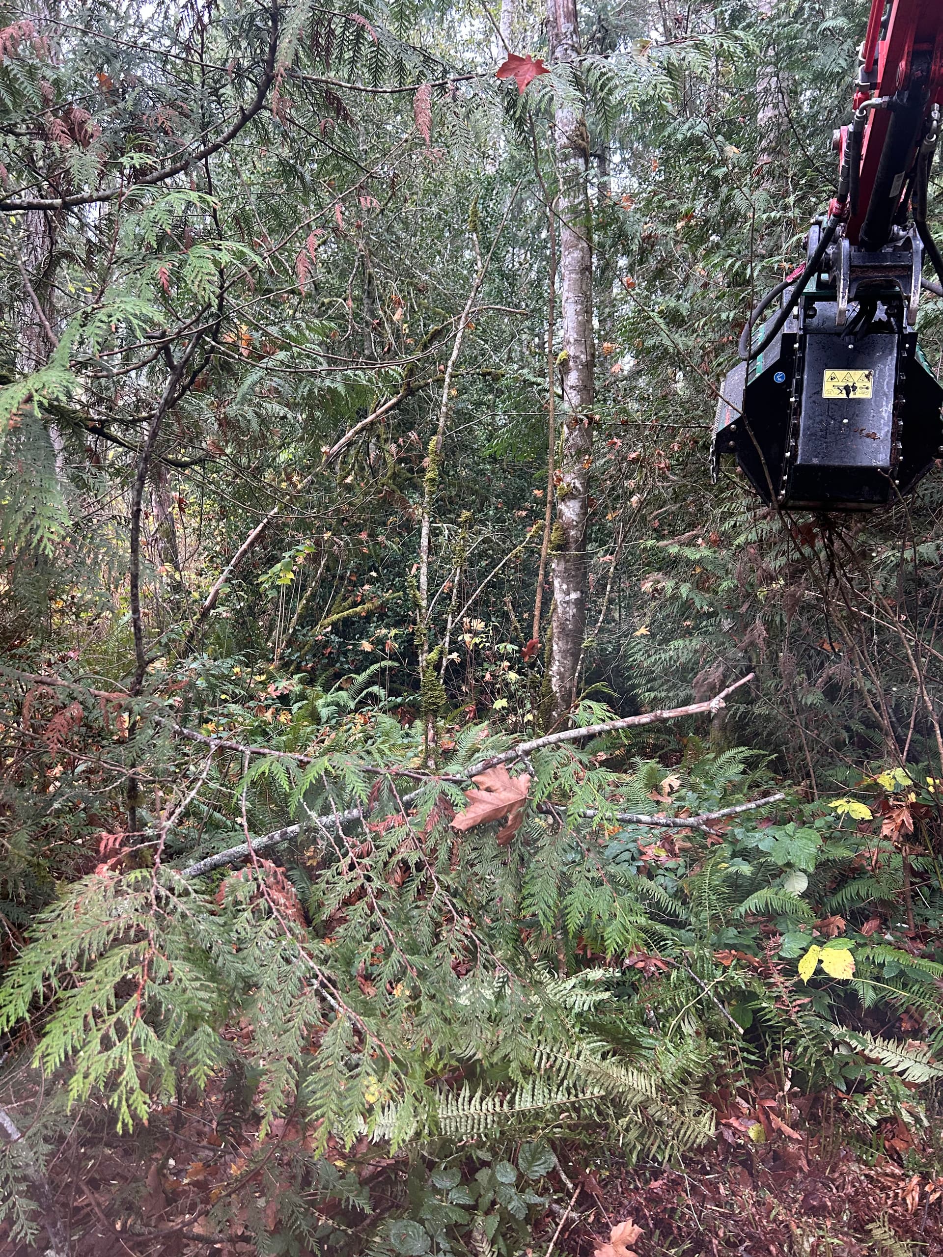 Forestry Mulching in Southworth WA image