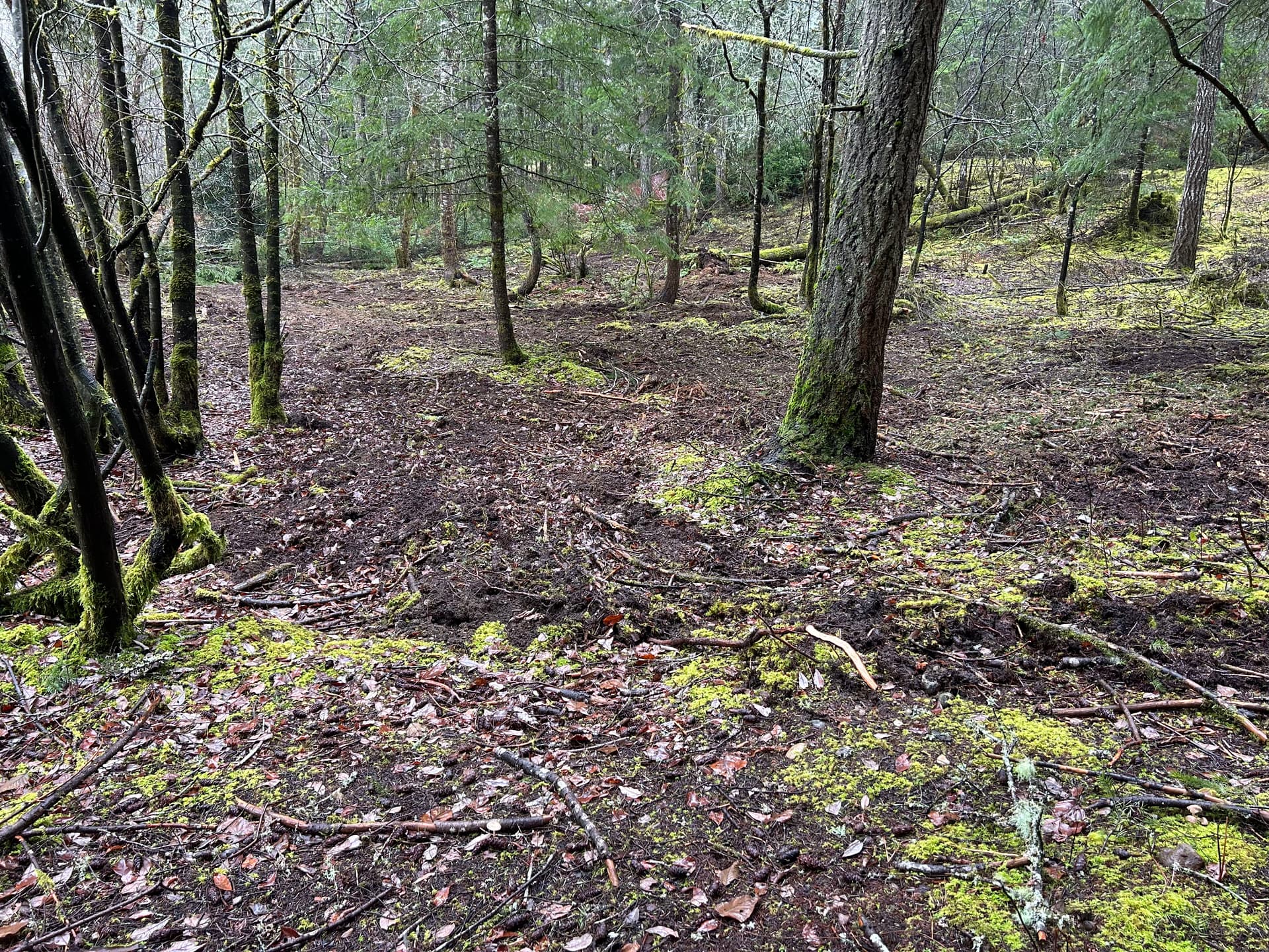 Gallery photos for Rainy Day Transformation in Port Orchard - Clearing New Paths: Image #3