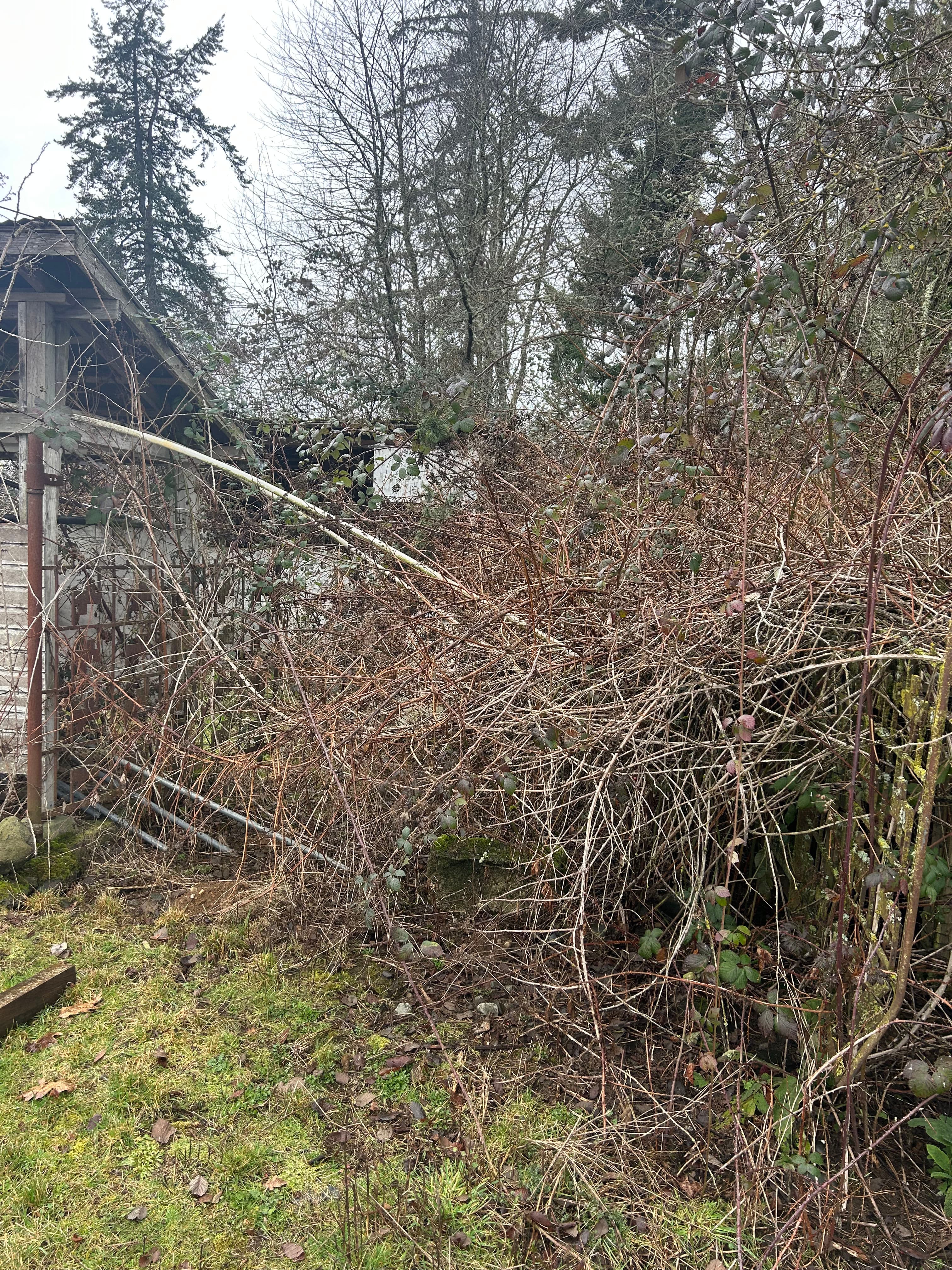 Project Transforming Overgrown Land into Usable Space in Graham, WA image