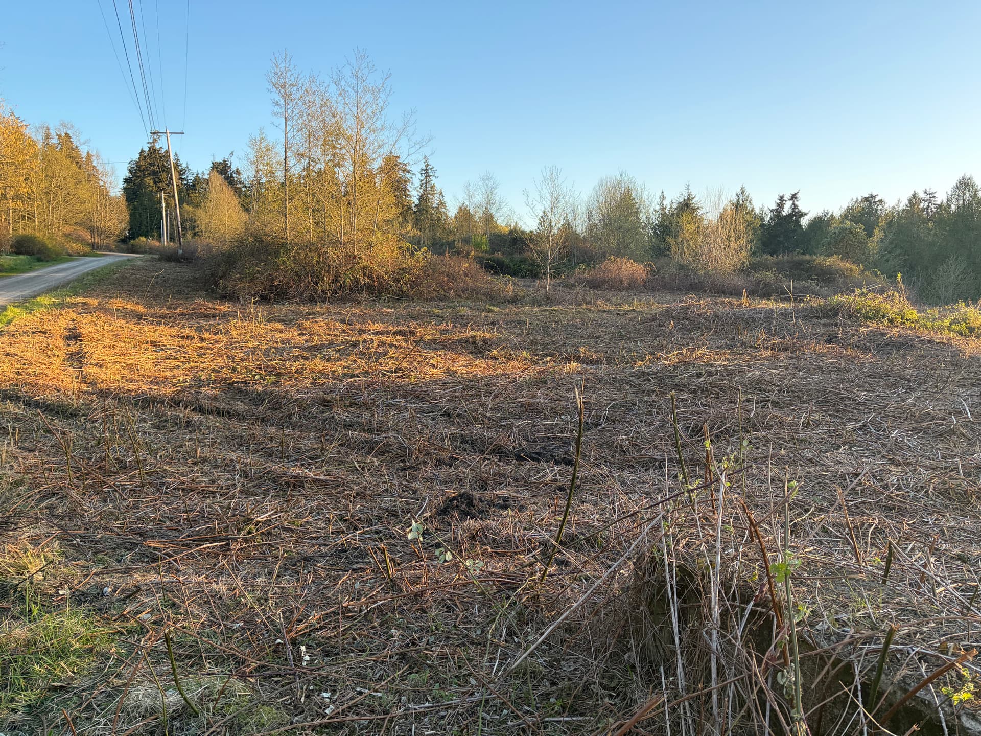 Gallery photos for 3 Acres of Blackberry Overgrowth Cleared in Port Hadlock: Image #7