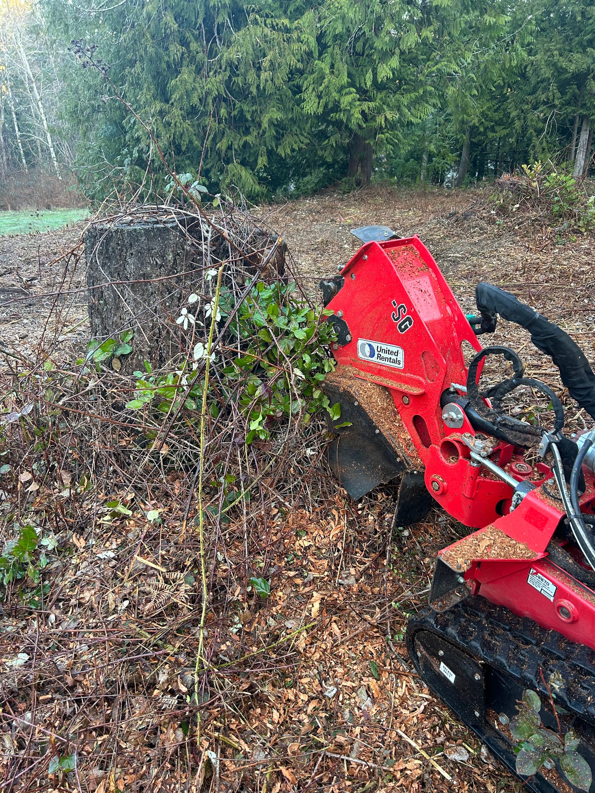 Turning Stubborn Stumps into Clear Land in Pt. Orchard