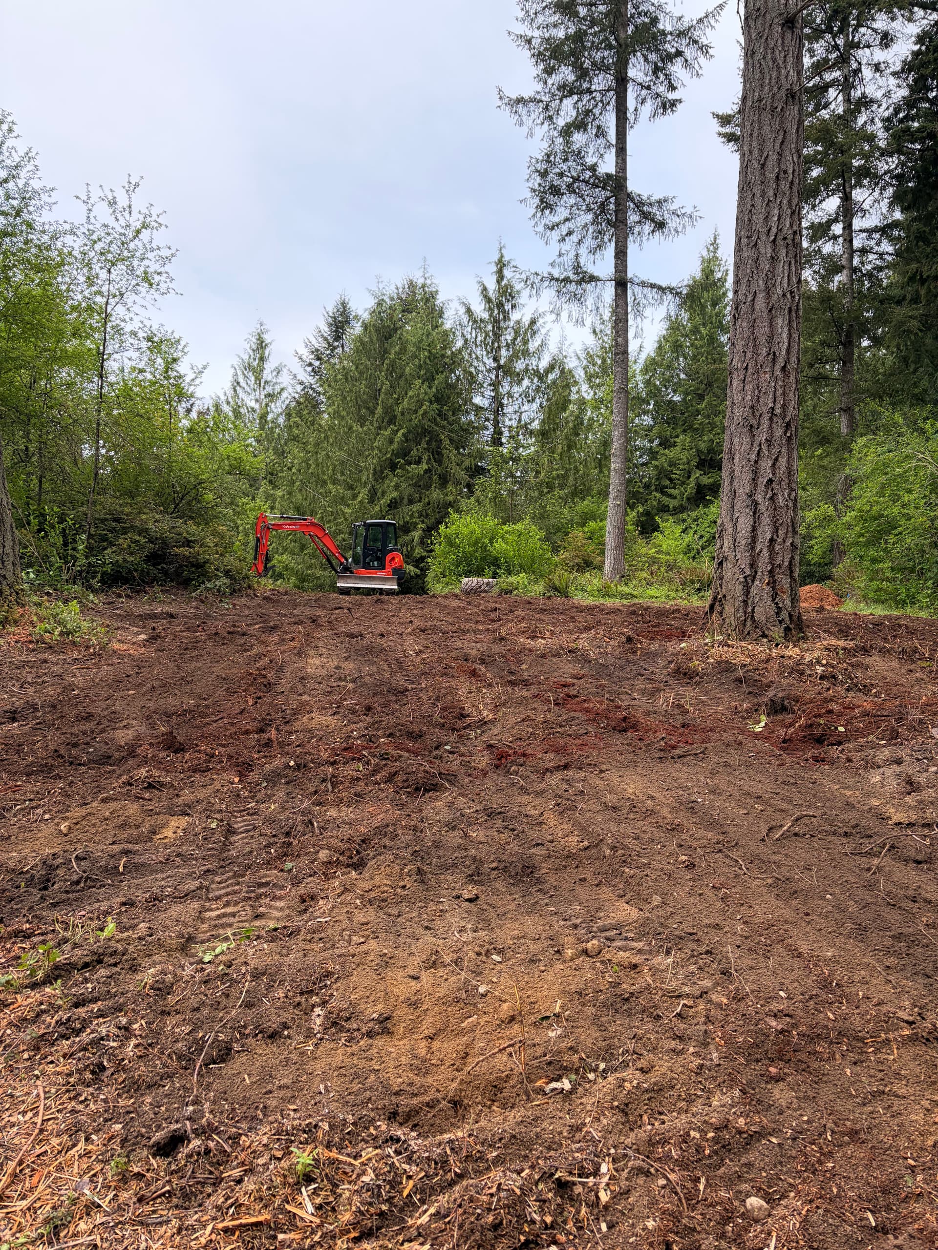 Gallery photos for Overgrown Poulsbo Property Cleared Into Clean Usable Land: Image #1