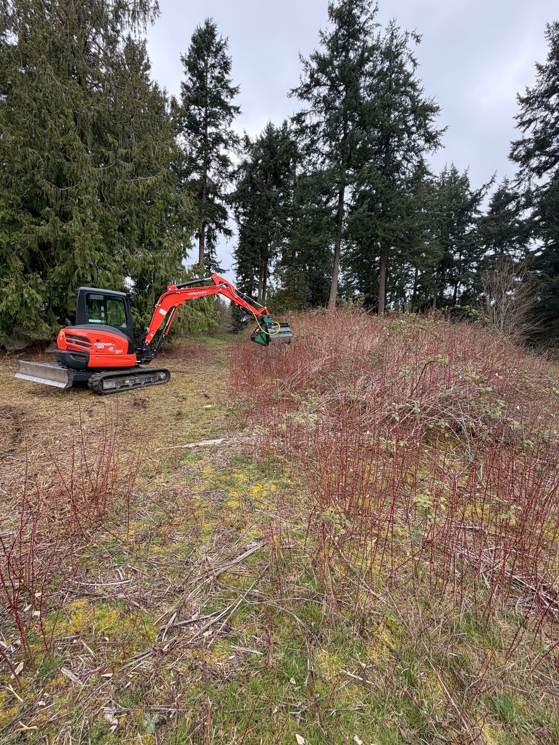 Gallery photos for Clearing Blackberry Overgrowth on Whidbey Island: Image #3