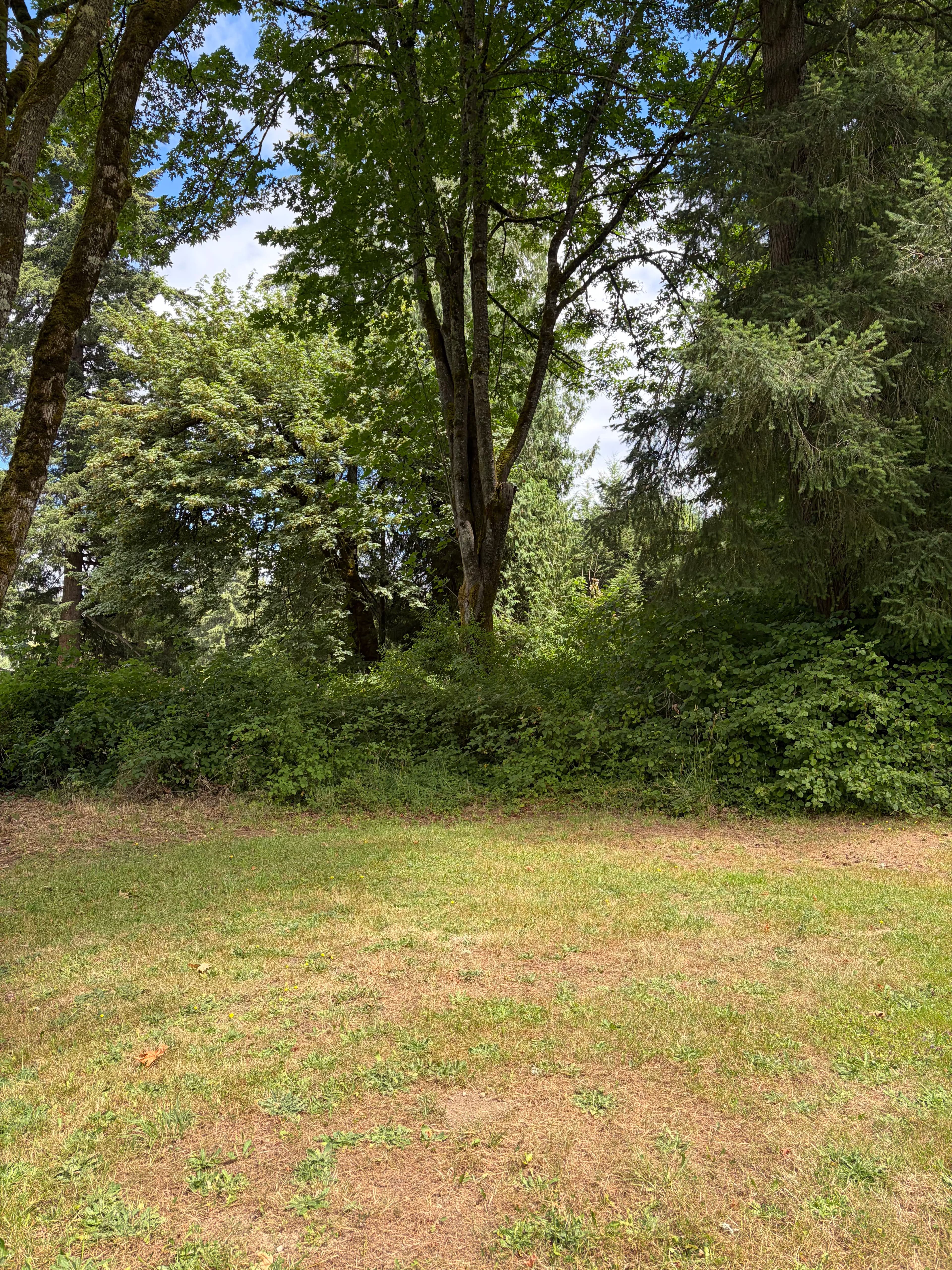 Project Overgrown Olympia Property Cleared and Reclaimed With Forestry Mulching image
