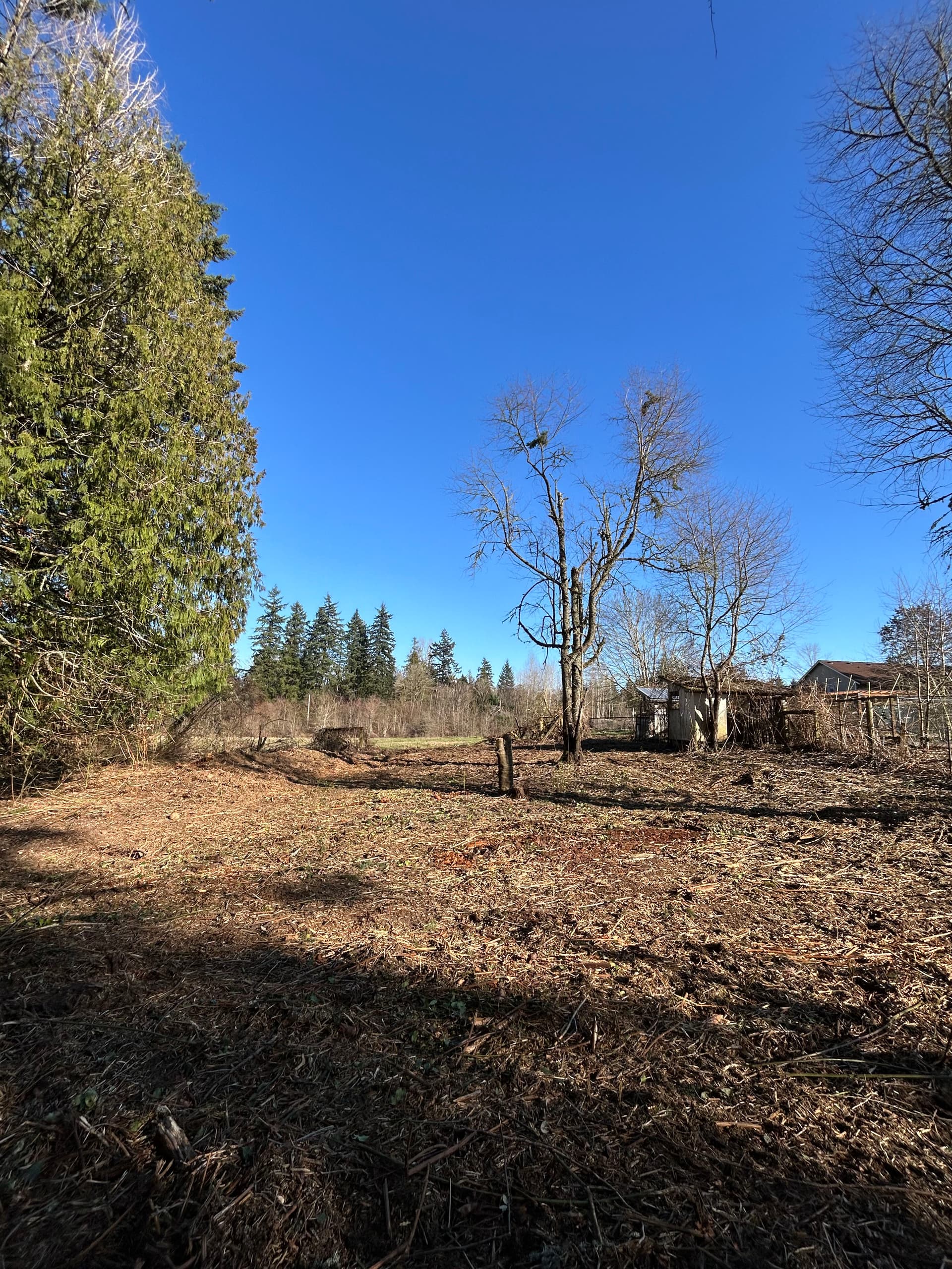 Transforming Overgrown Land into Usable Space in Graham, WA