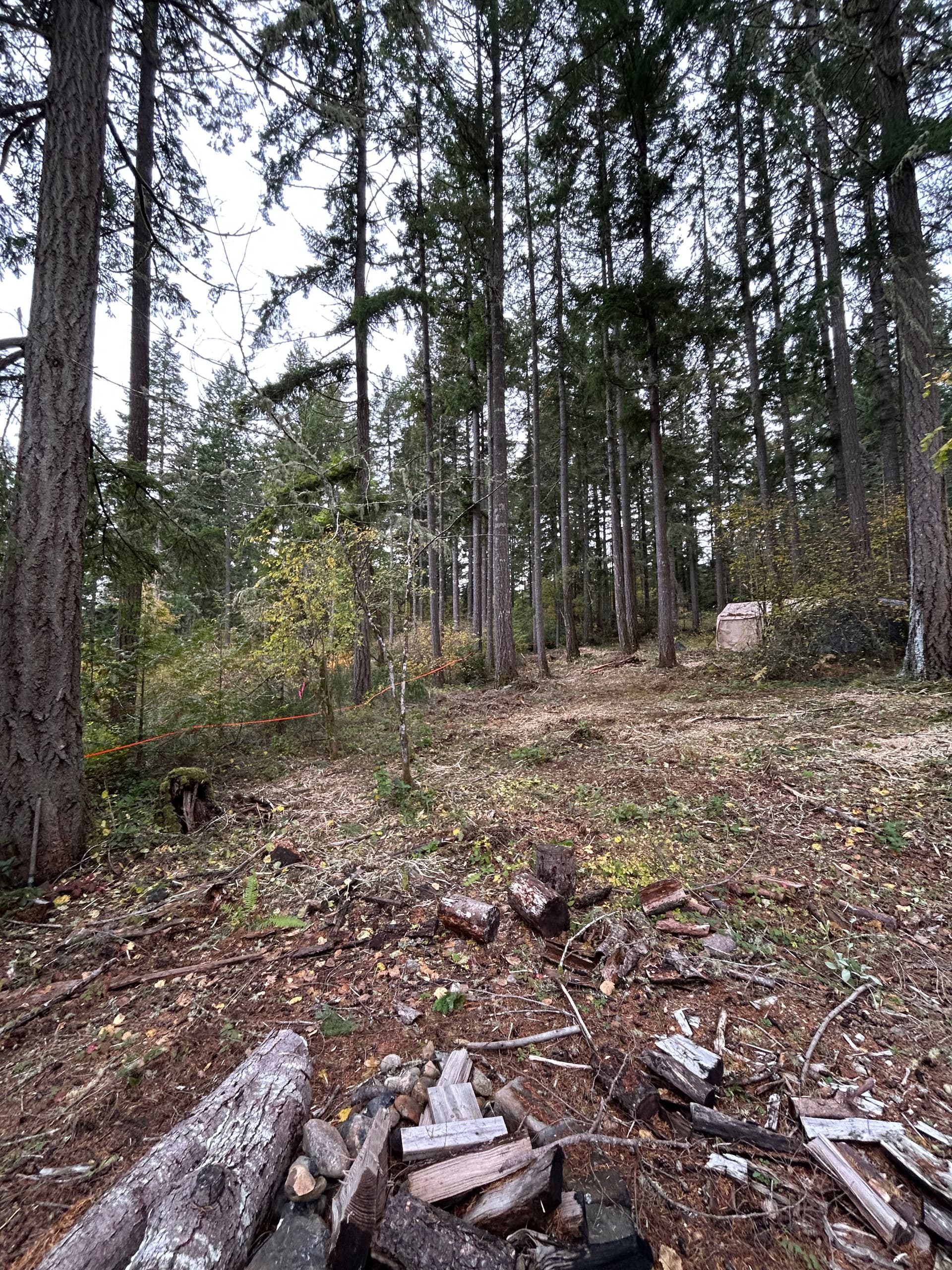 Gallery photos for Forestry Mulching and Brush Cleanup in Gig Harbor: Image #3