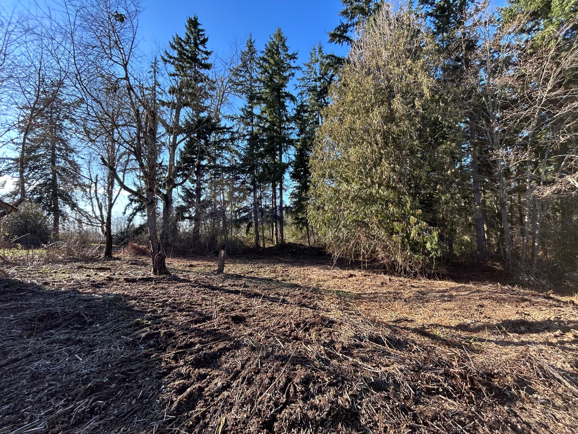 Transforming Overgrown Land into Usable Space in Graham, WA