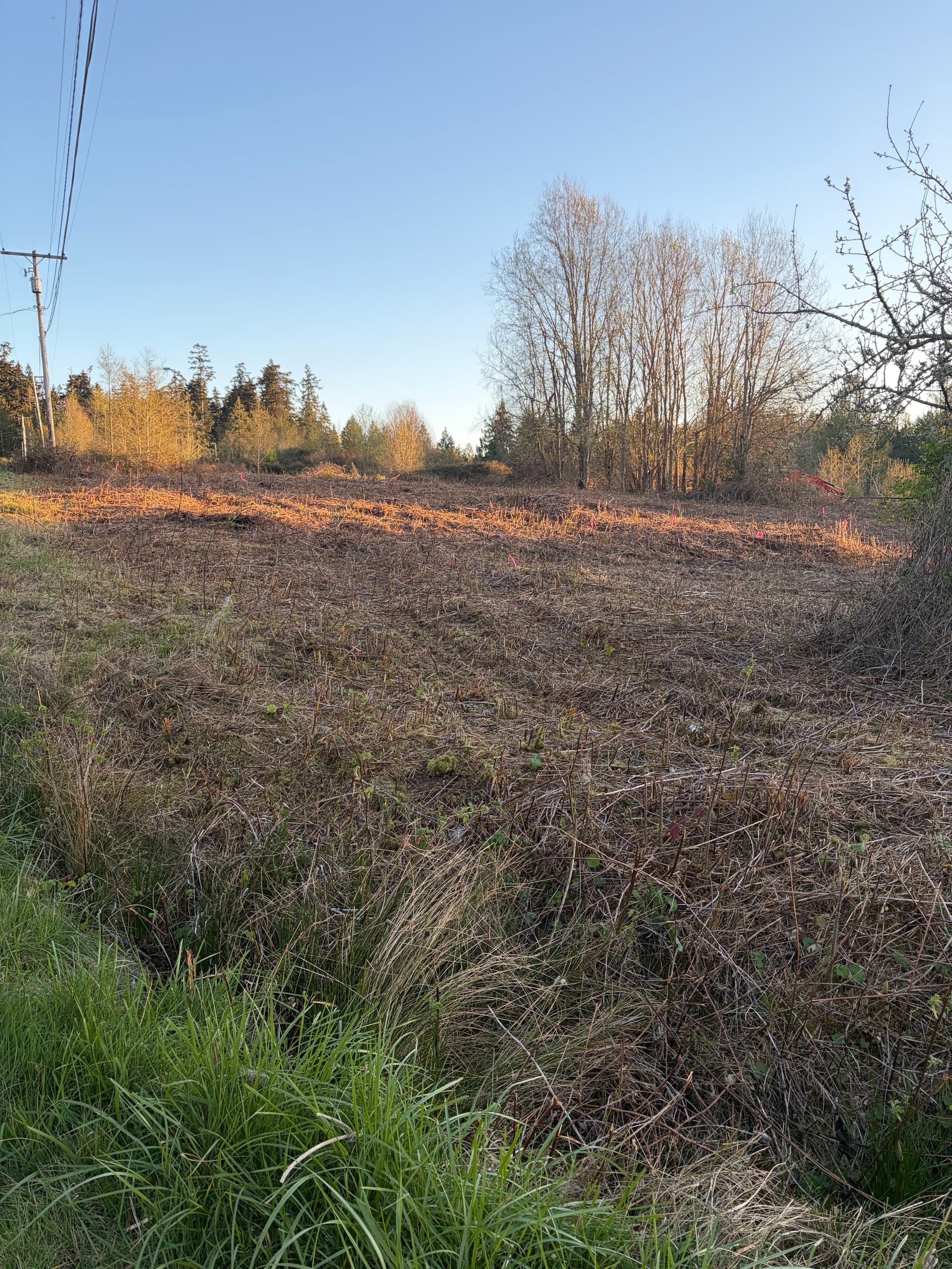 Gallery photos for 3 Acres of Blackberry Overgrowth Cleared in Port Hadlock: Image #6