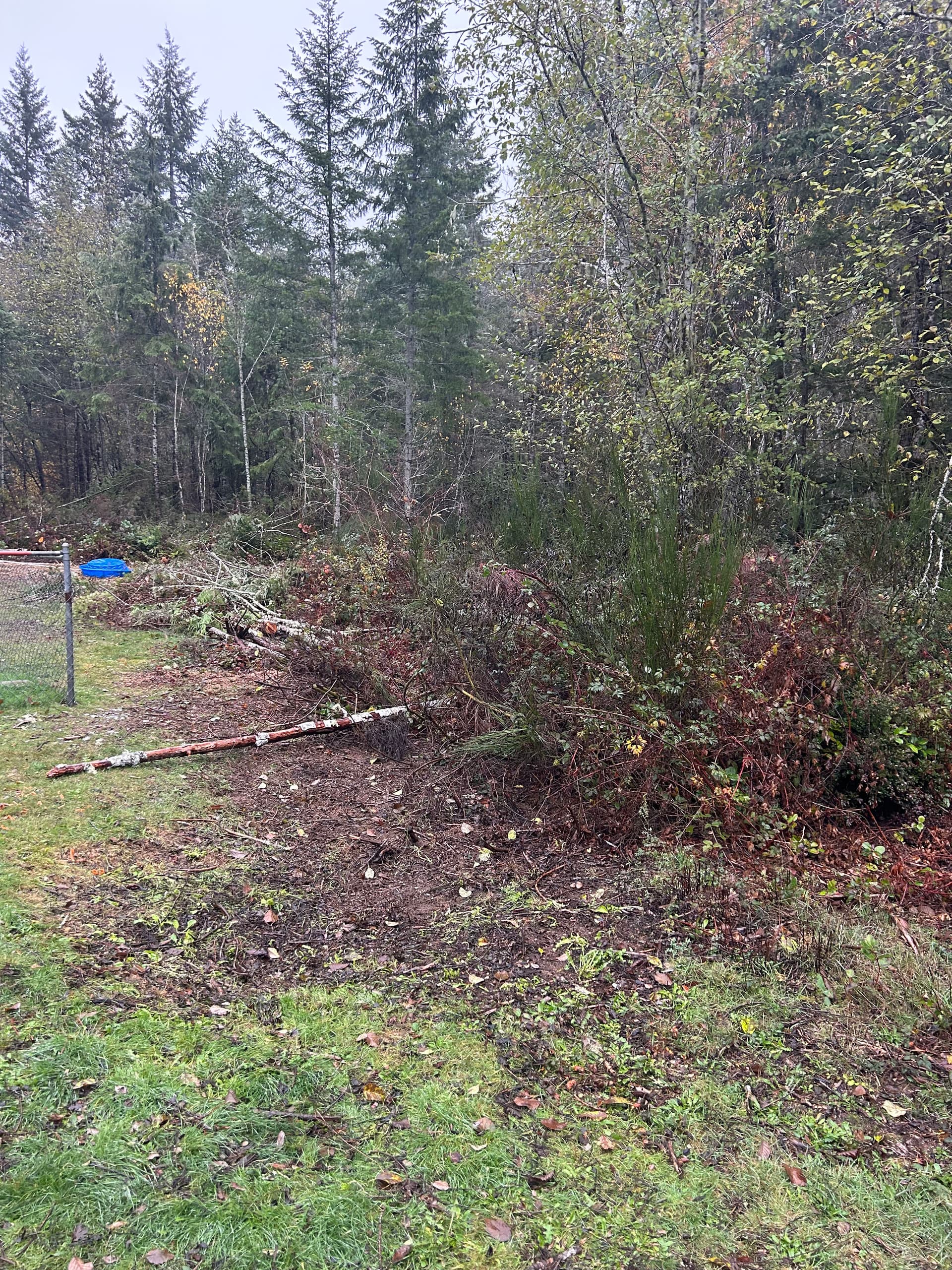 Backyard Brush Clearing in Seabeck WA