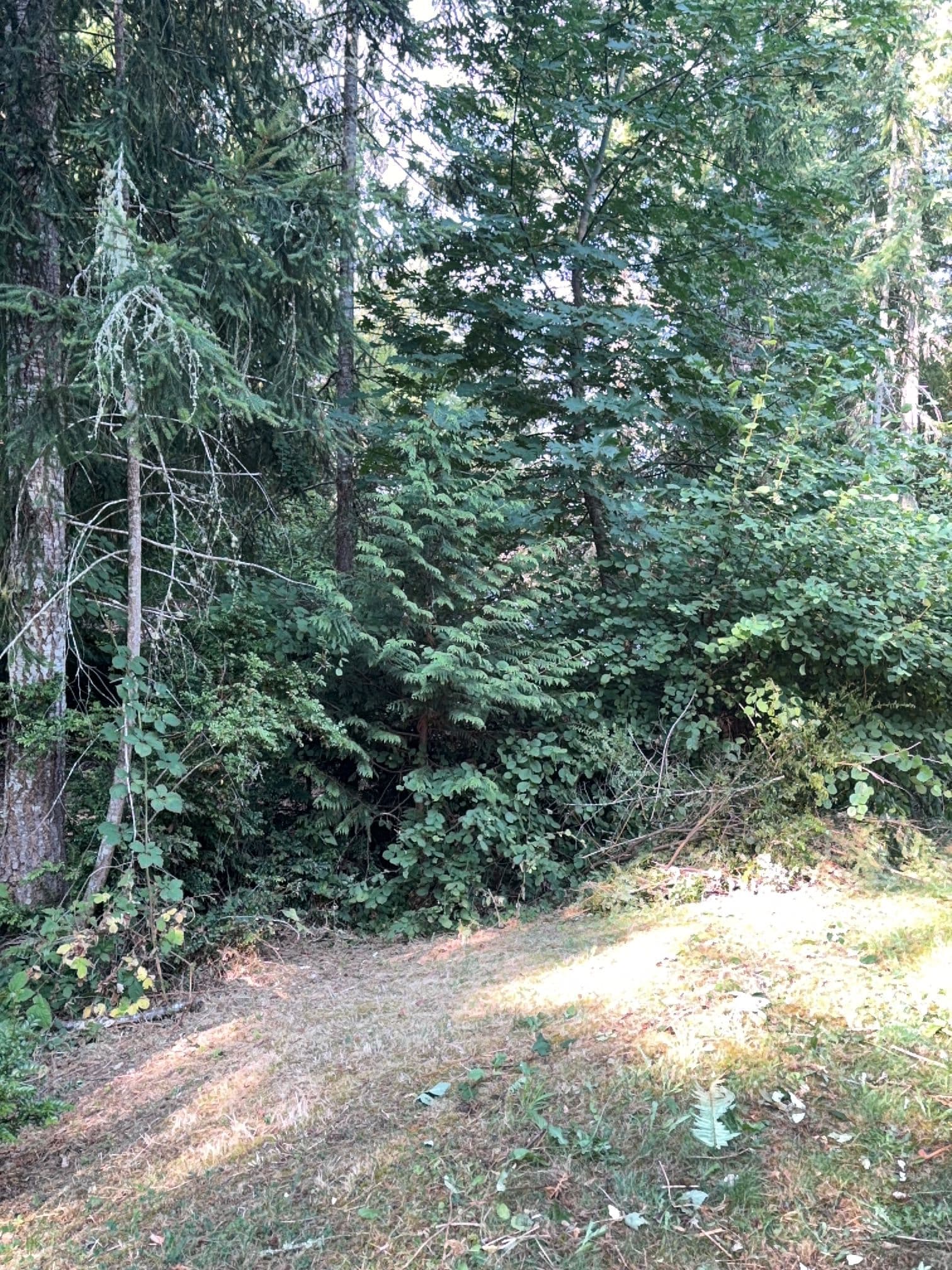 Gallery photos for Overgrown Lot Cleared and Ready in Longbranch WA: Image #1