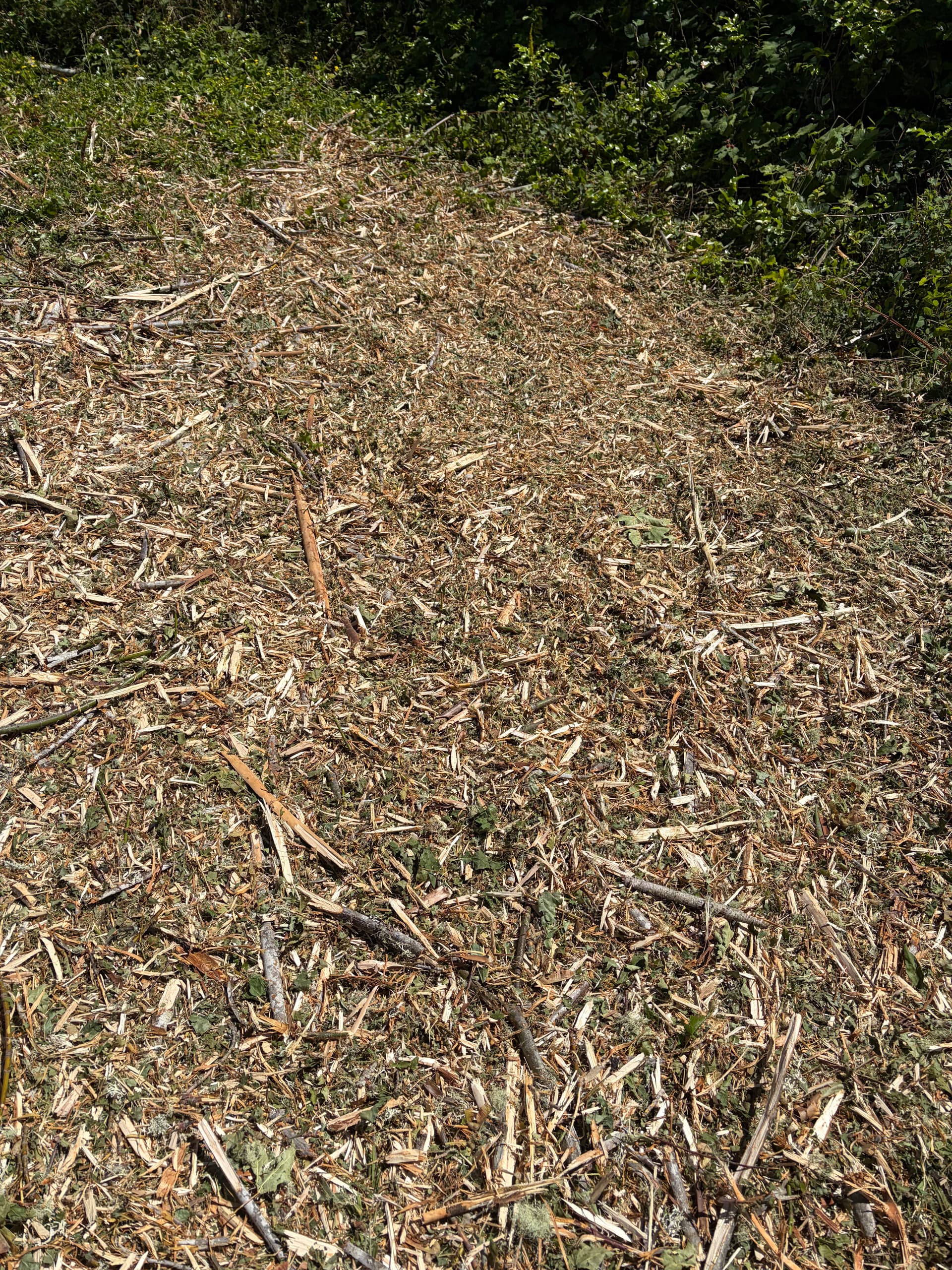 Gallery photos for Pasture Reclamation and Brush Clearing in Yelm WA: Image #3