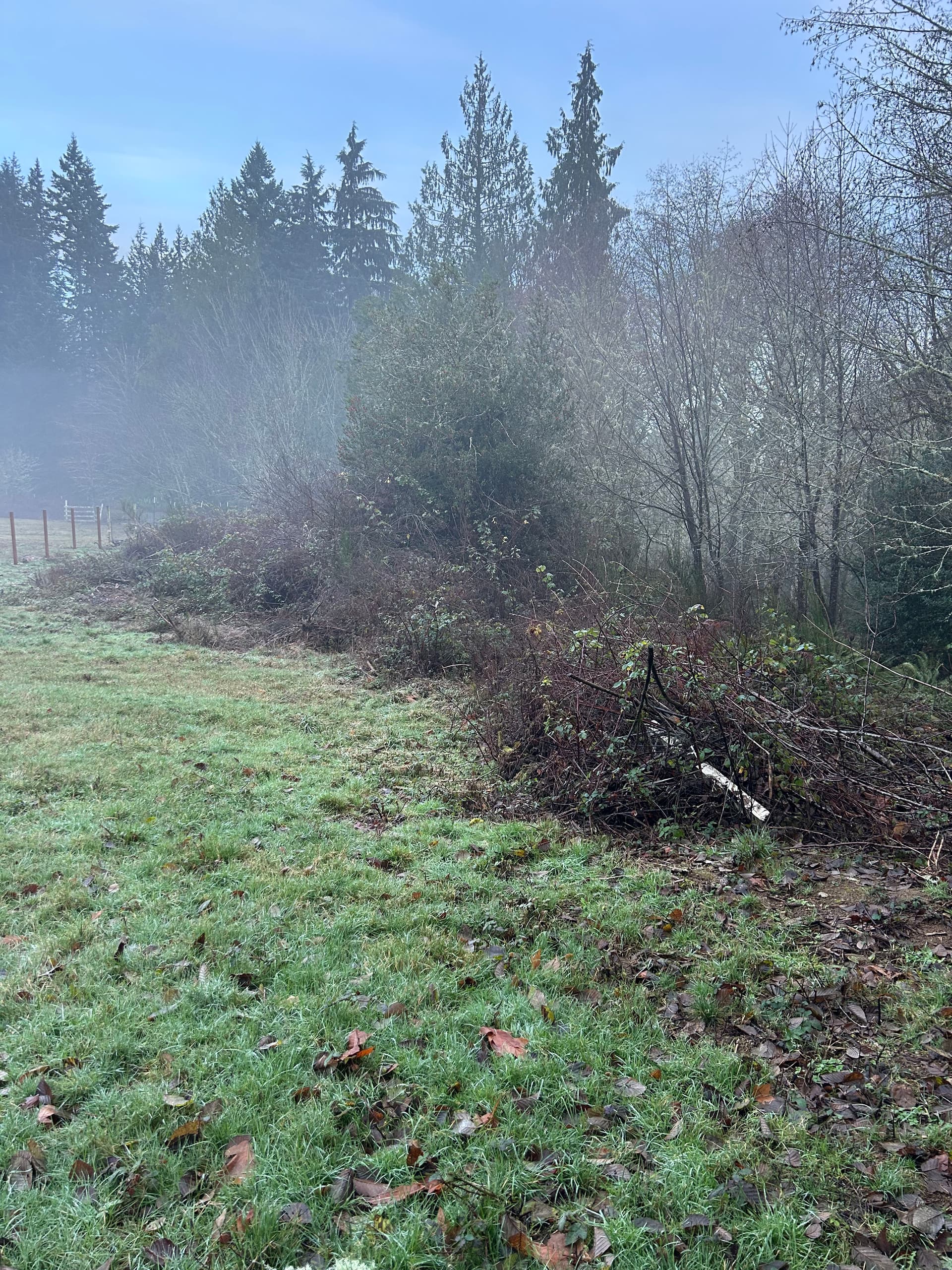 Gallery photos for Revamping Overgrown Spaces in Port Orchard: Image #1