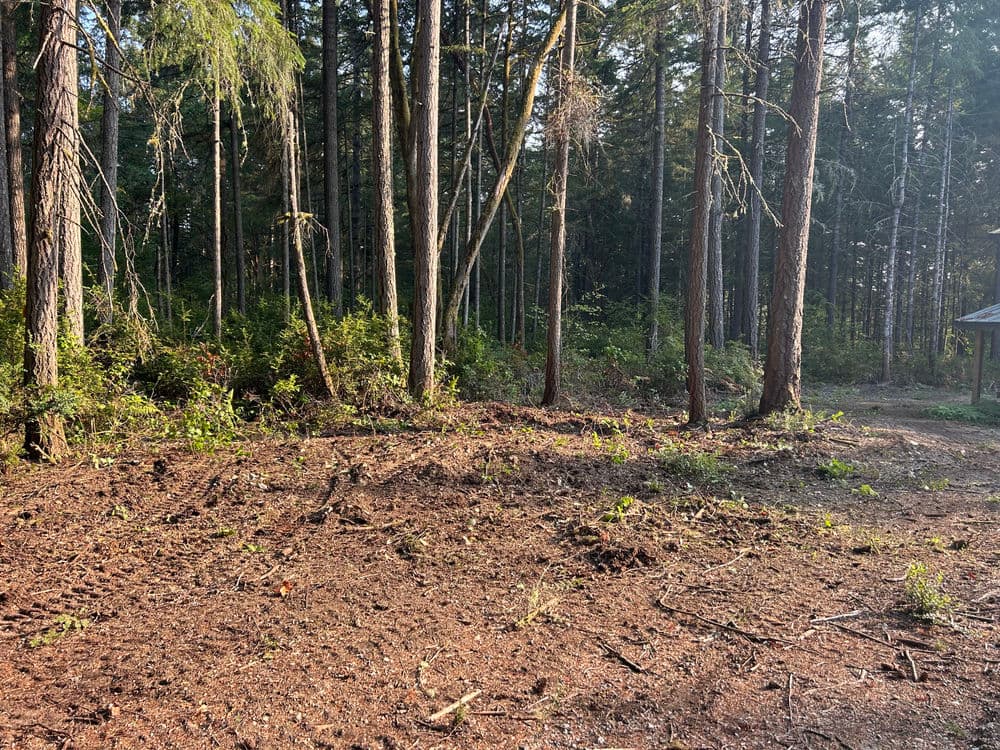 Cleared forest area with tall trees and sunlight filtering through the foliage.