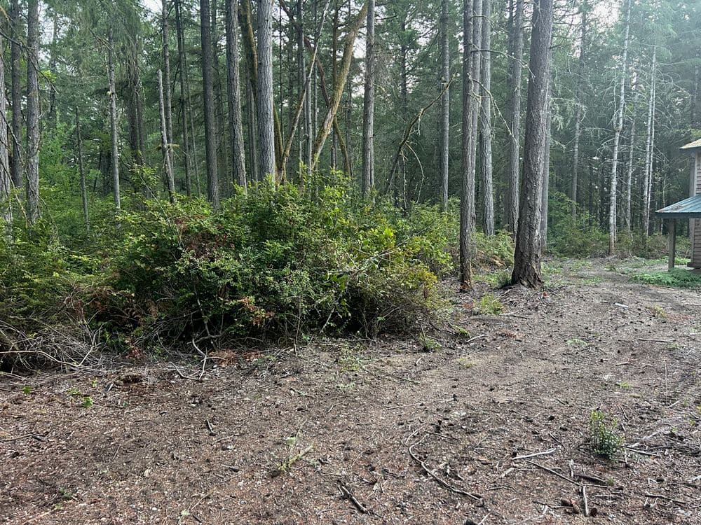 Cleared forest area with dense greenery and tall trees in a natural setting.