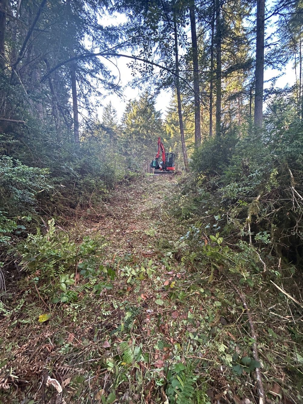 Clearing a forest trail with machinery surrounded by dense trees and underbrush.