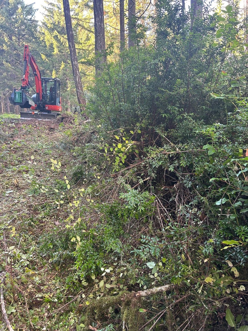 Excavator clearing brush in a forested area surrounded by trees and greenery.