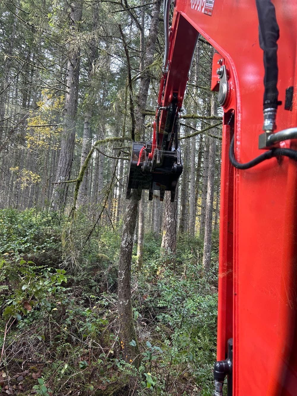 Excavator arm in a forest clearing, gripping a small tree for removal.