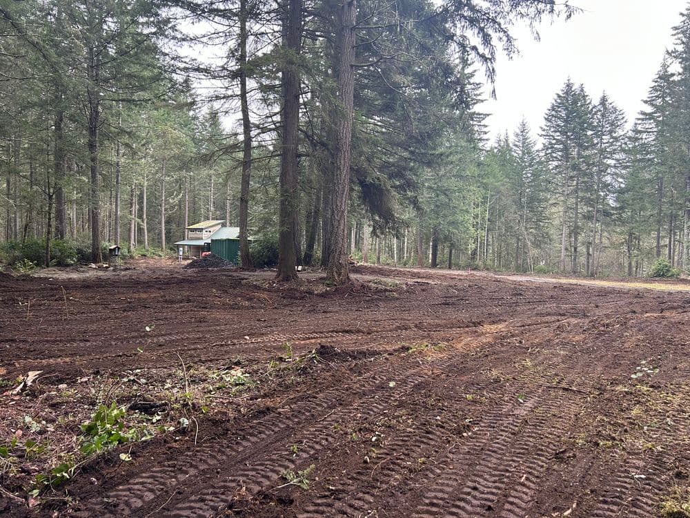 Cleared forested land with tire tracks and a small green shed among tall trees.