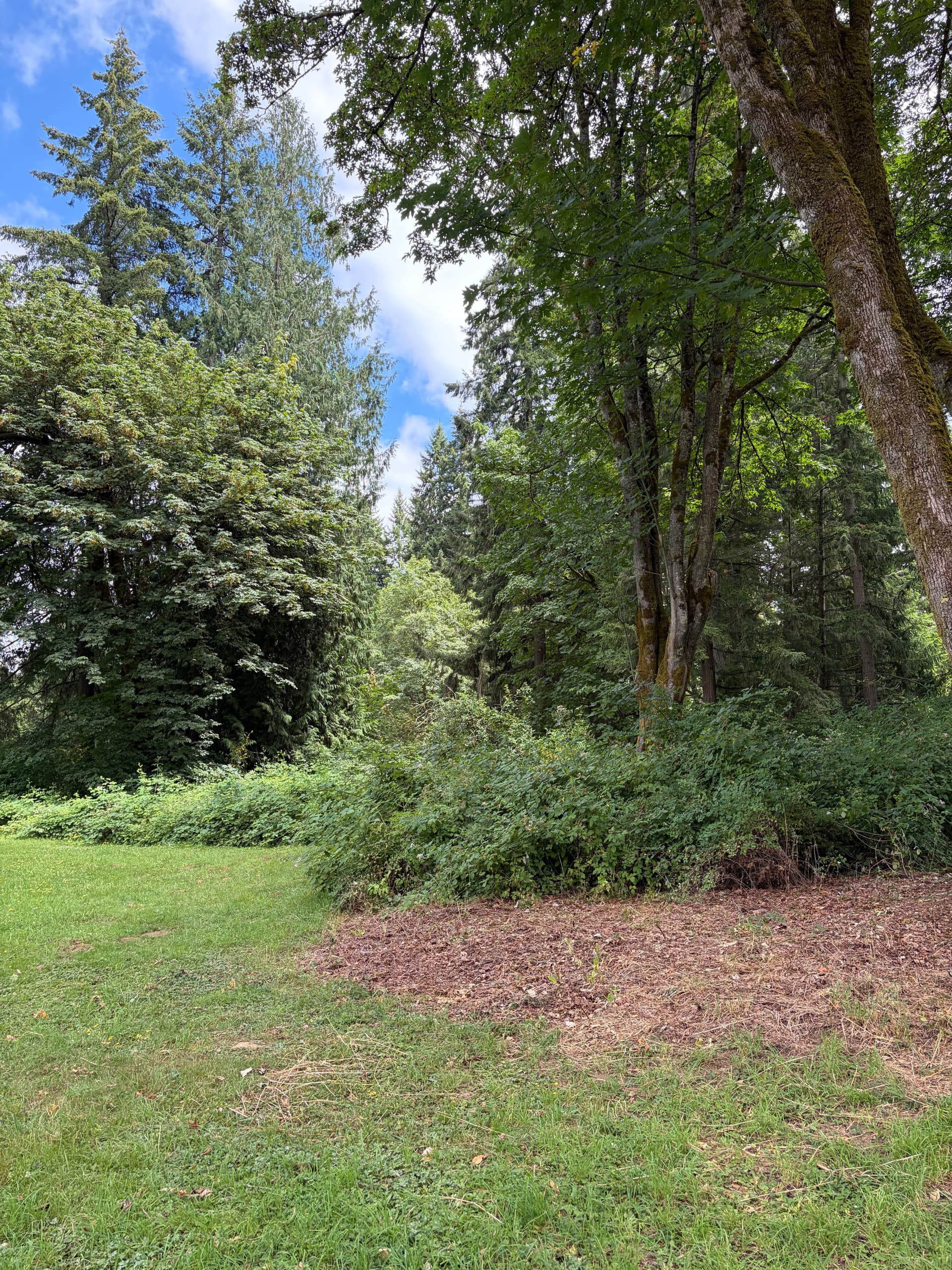 Gallery photos for Overgrown Olympia Property Cleared and Reclaimed With Forestry Mulching: Image #1