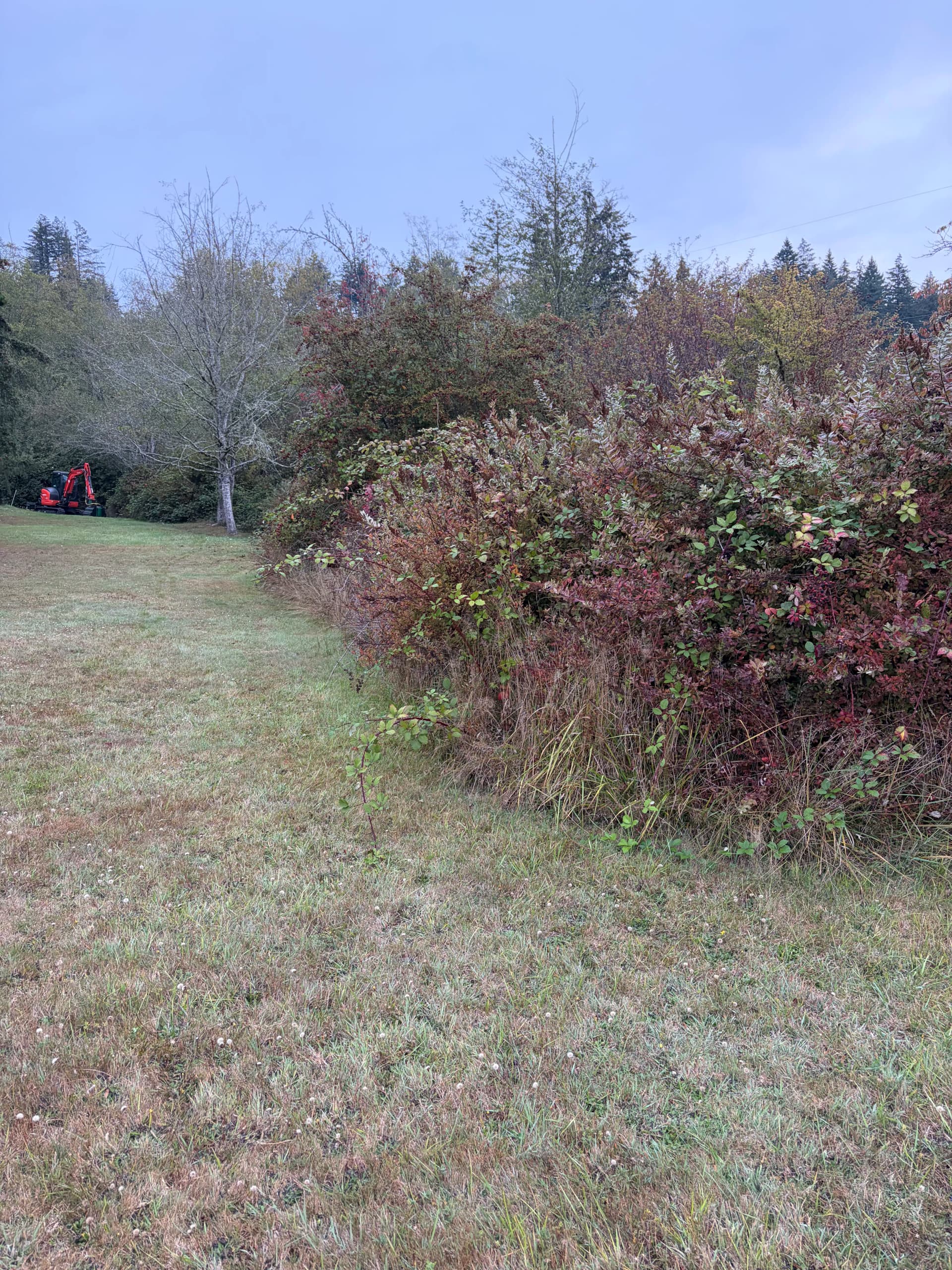 Gallery photos for Brush Clearing and Trail Cutting on an Olalla Property: Image #3