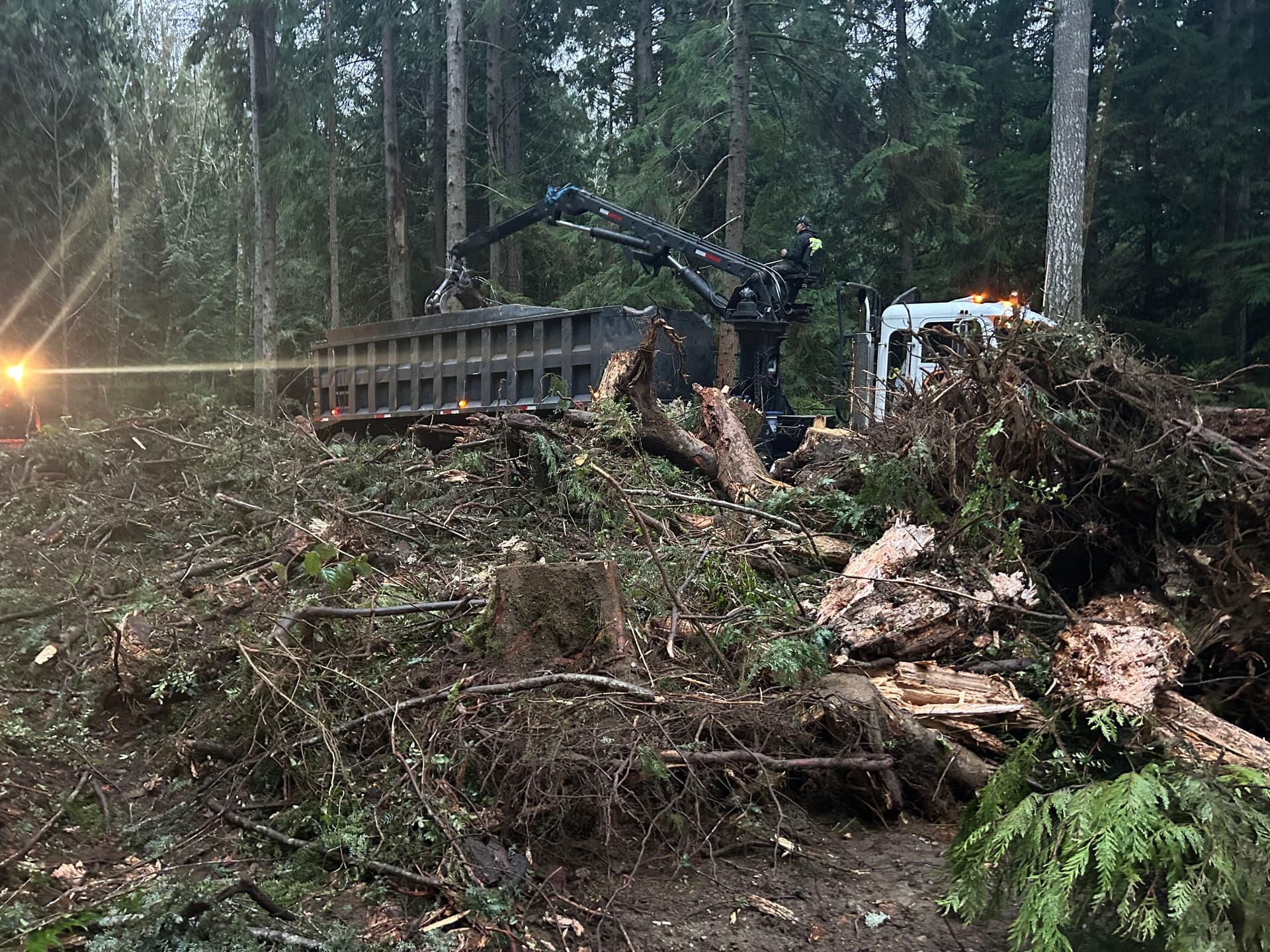 Gallery photos for Efficient Land Clearing in Gig Harbor: Image #2