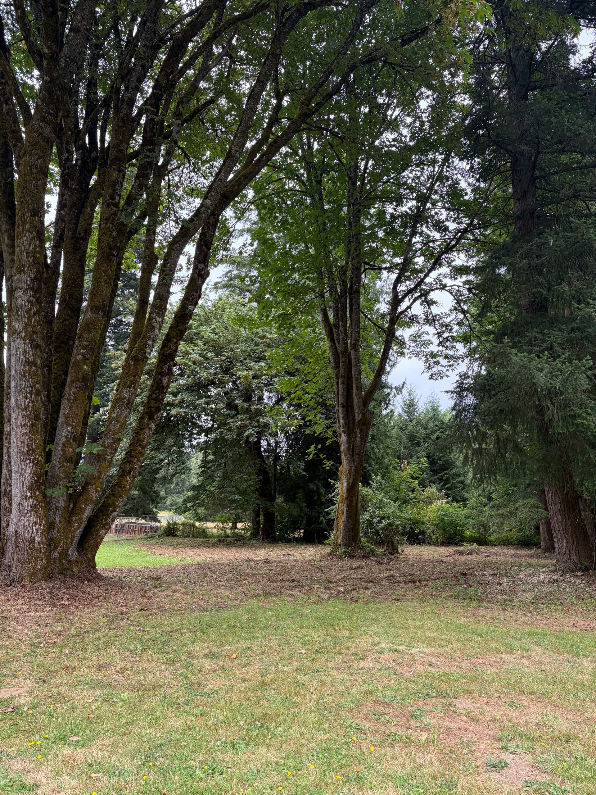 Gallery photos for Overgrown Olympia Property Cleared and Reclaimed With Forestry Mulching: Image #4