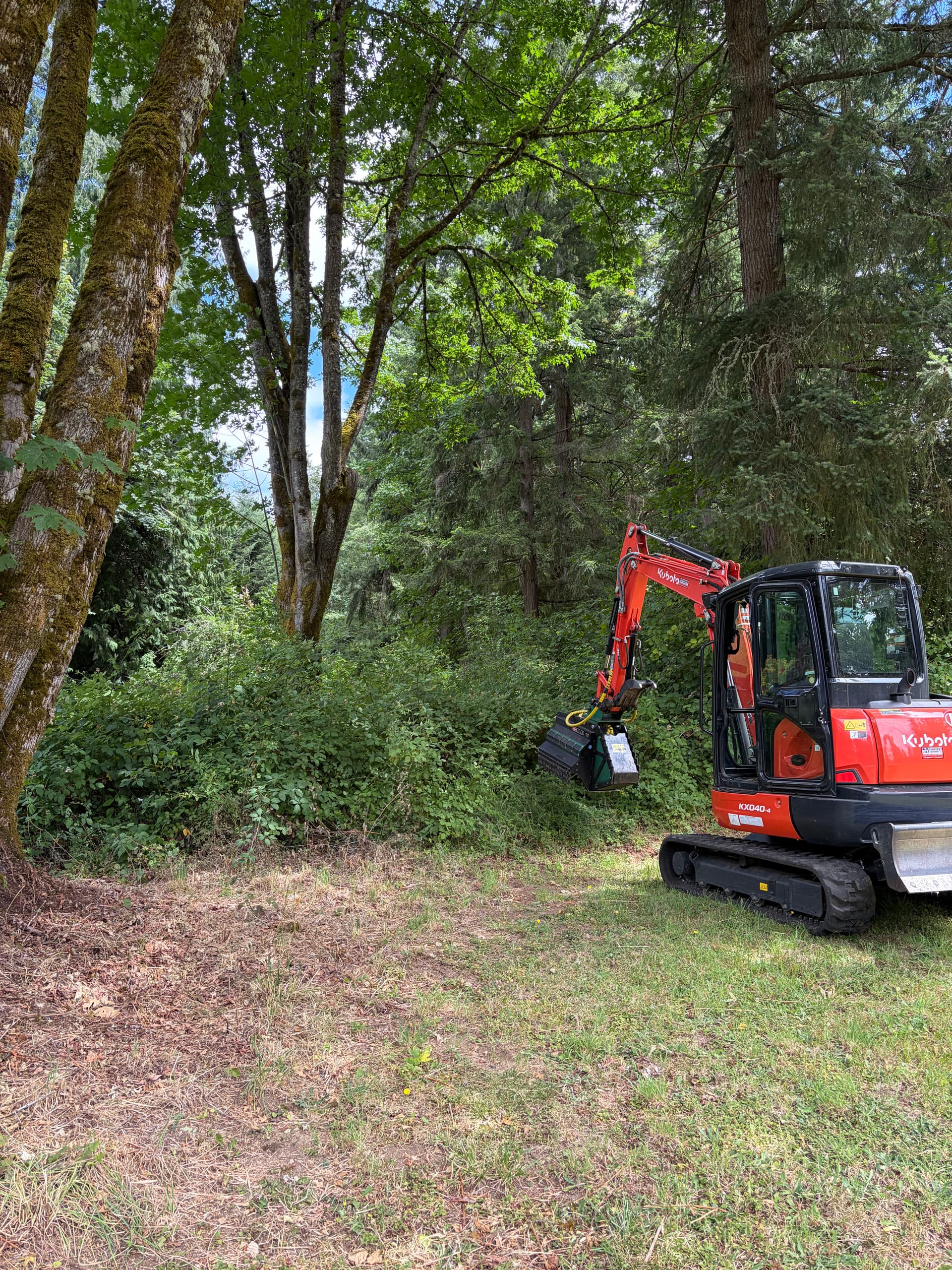 Gallery photos for Overgrown Olympia Property Cleared and Reclaimed With Forestry Mulching: Image #2