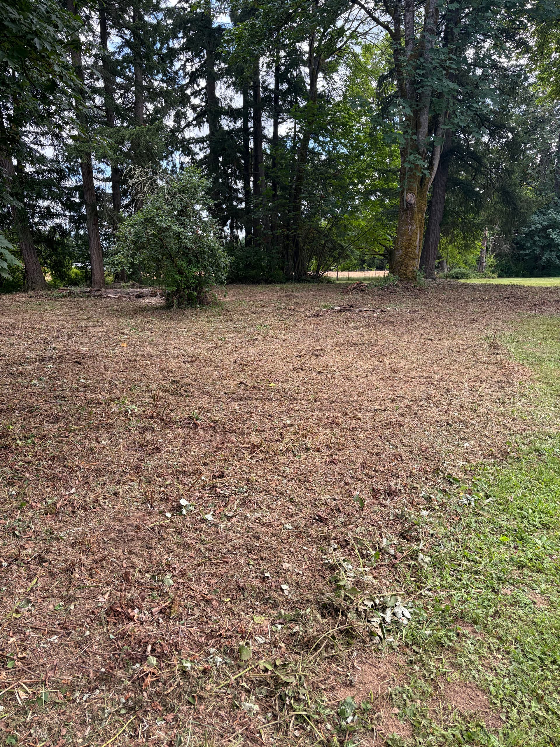 Gallery photos for Overgrown Olympia Property Cleared and Reclaimed With Forestry Mulching: Image #5