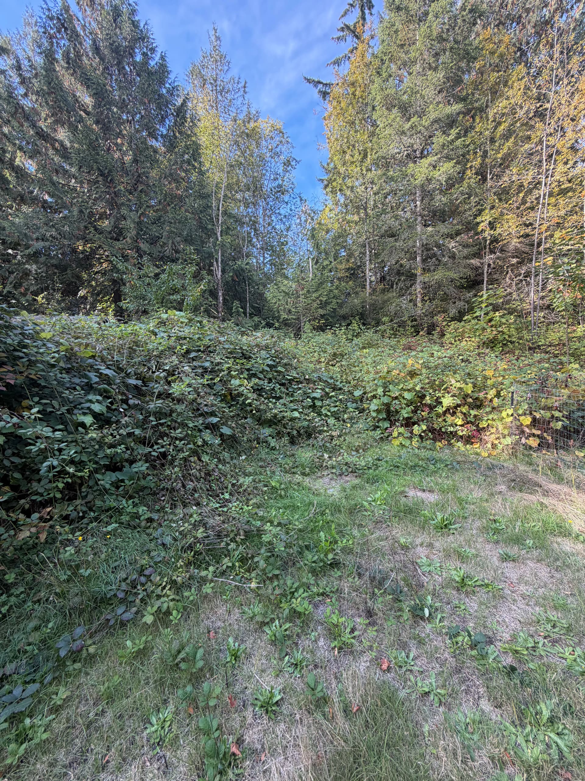 Gallery photos for Brush Clearing and Trail Cutting on an Olalla Property: Image #1